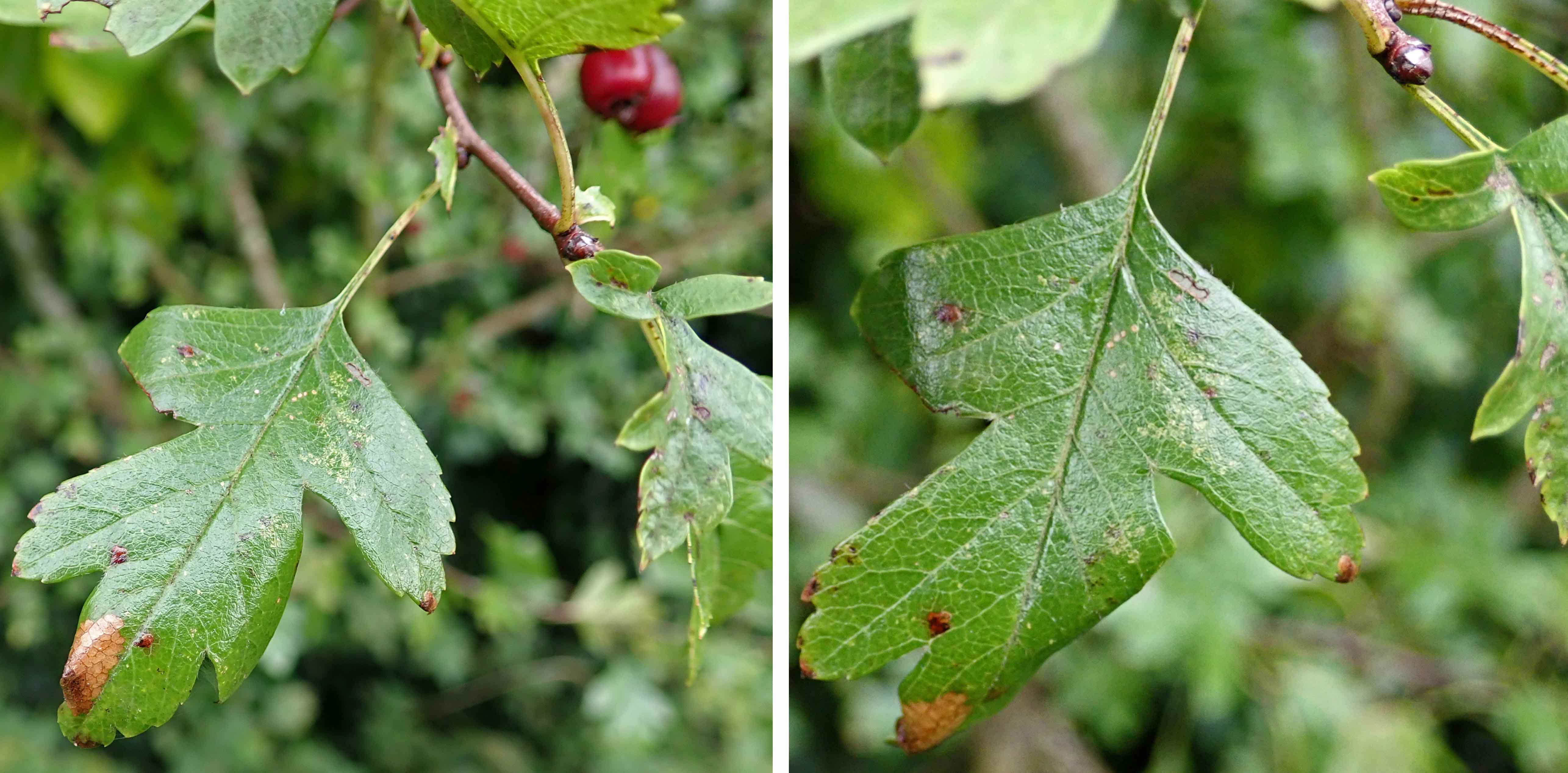 241014 Parornix anglicella (2)