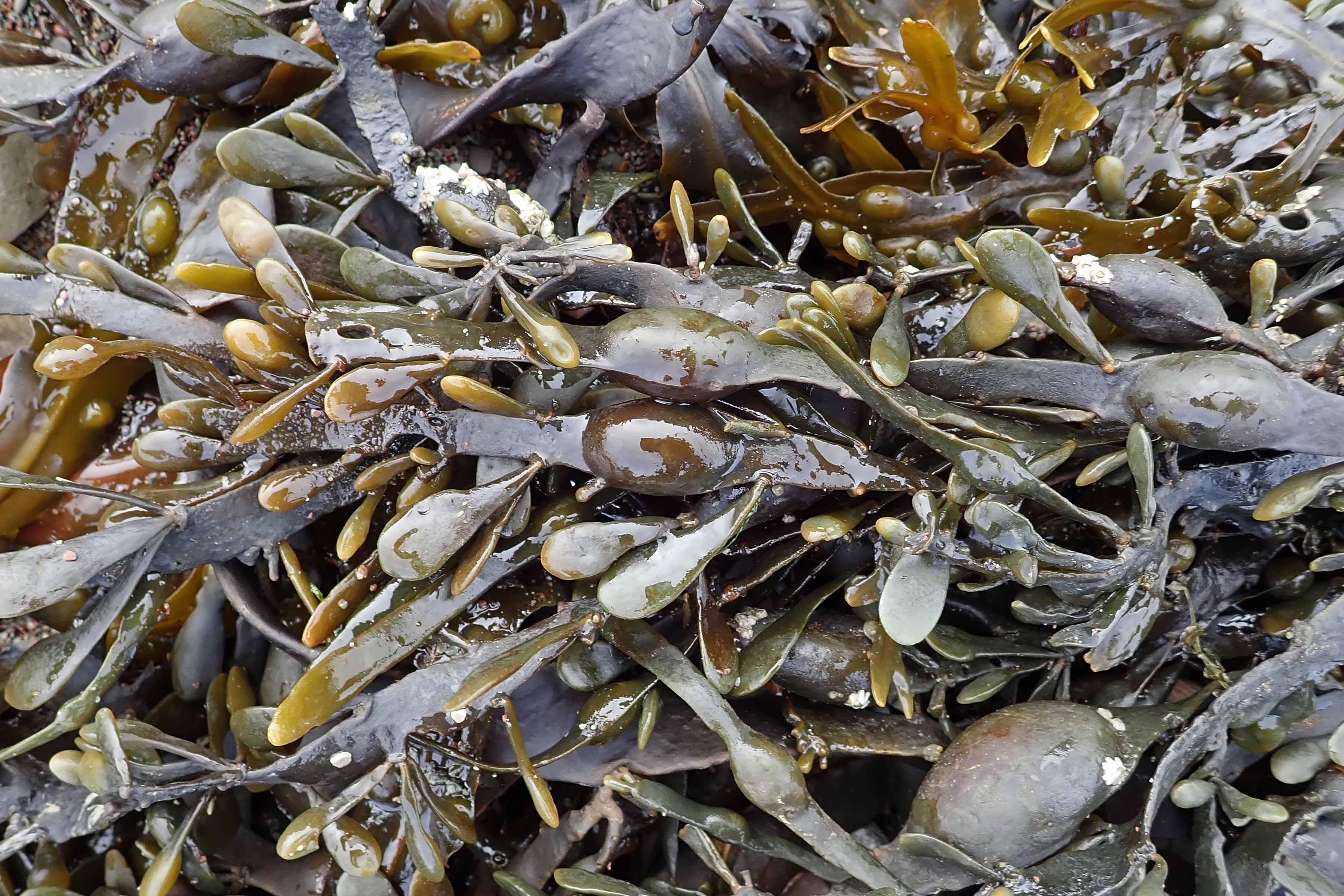 241015 knotted wrack (1)