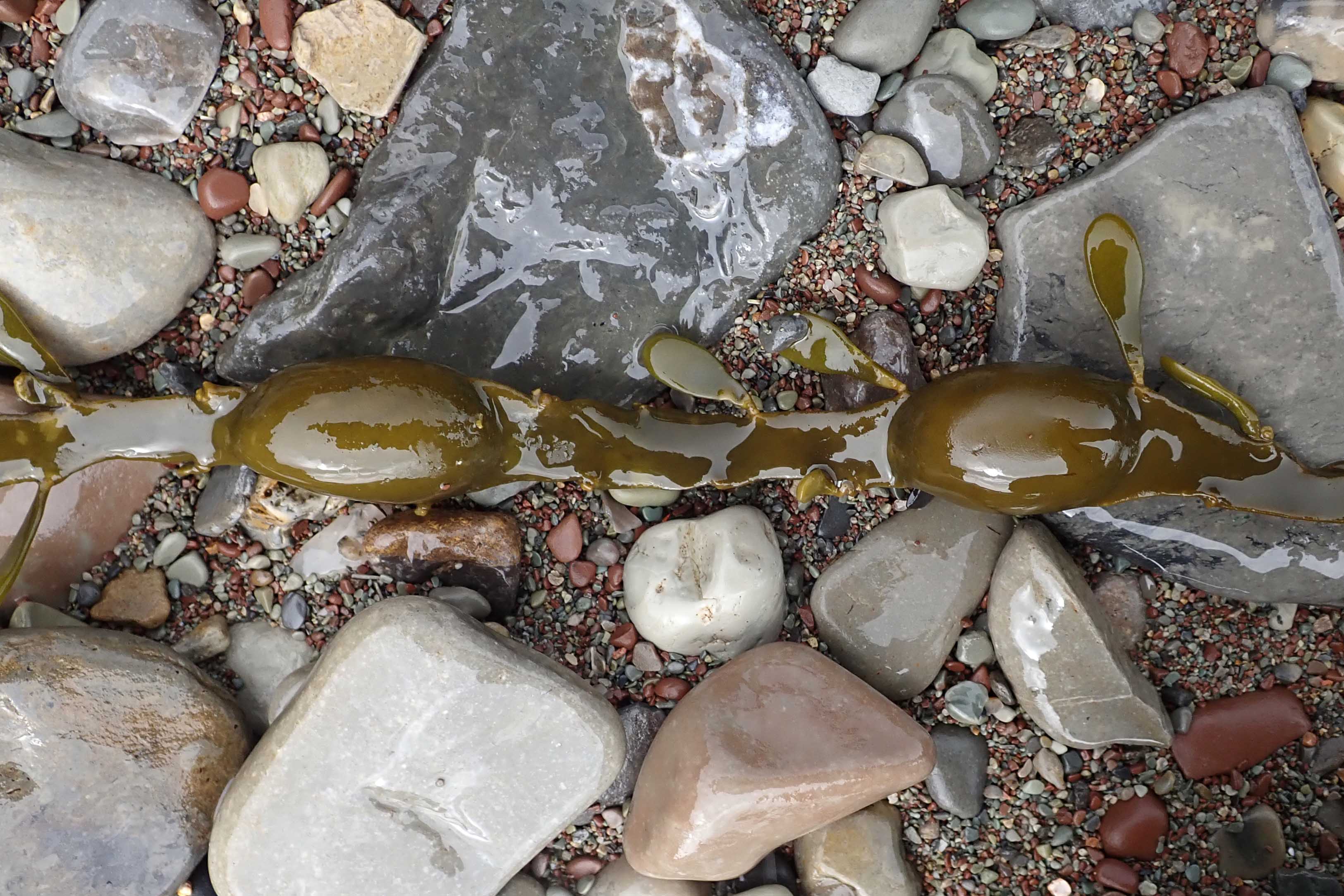 241015 knotted wrack (2)