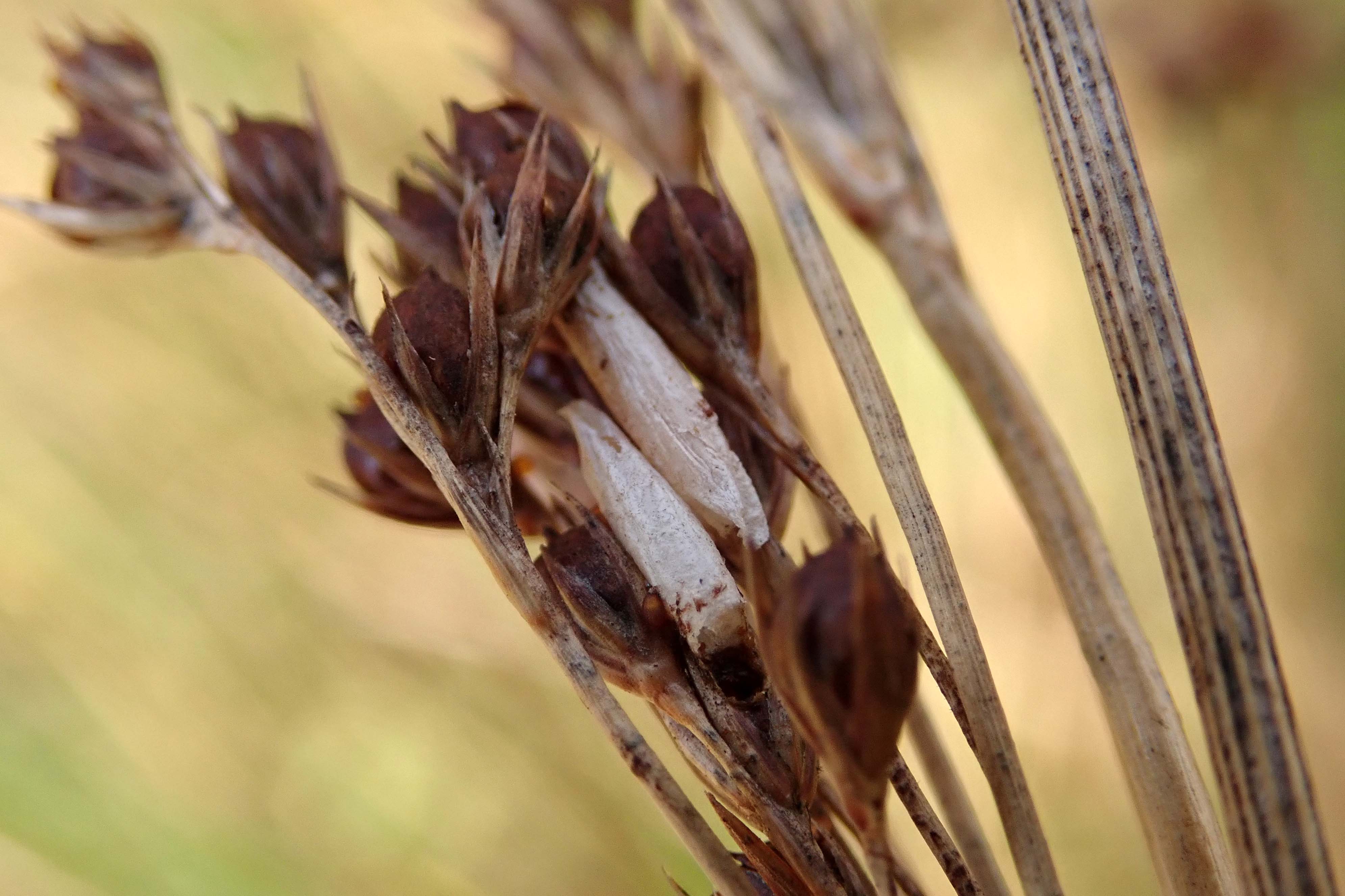 241017 Coleophora alticolella OR glaucicolella (1)