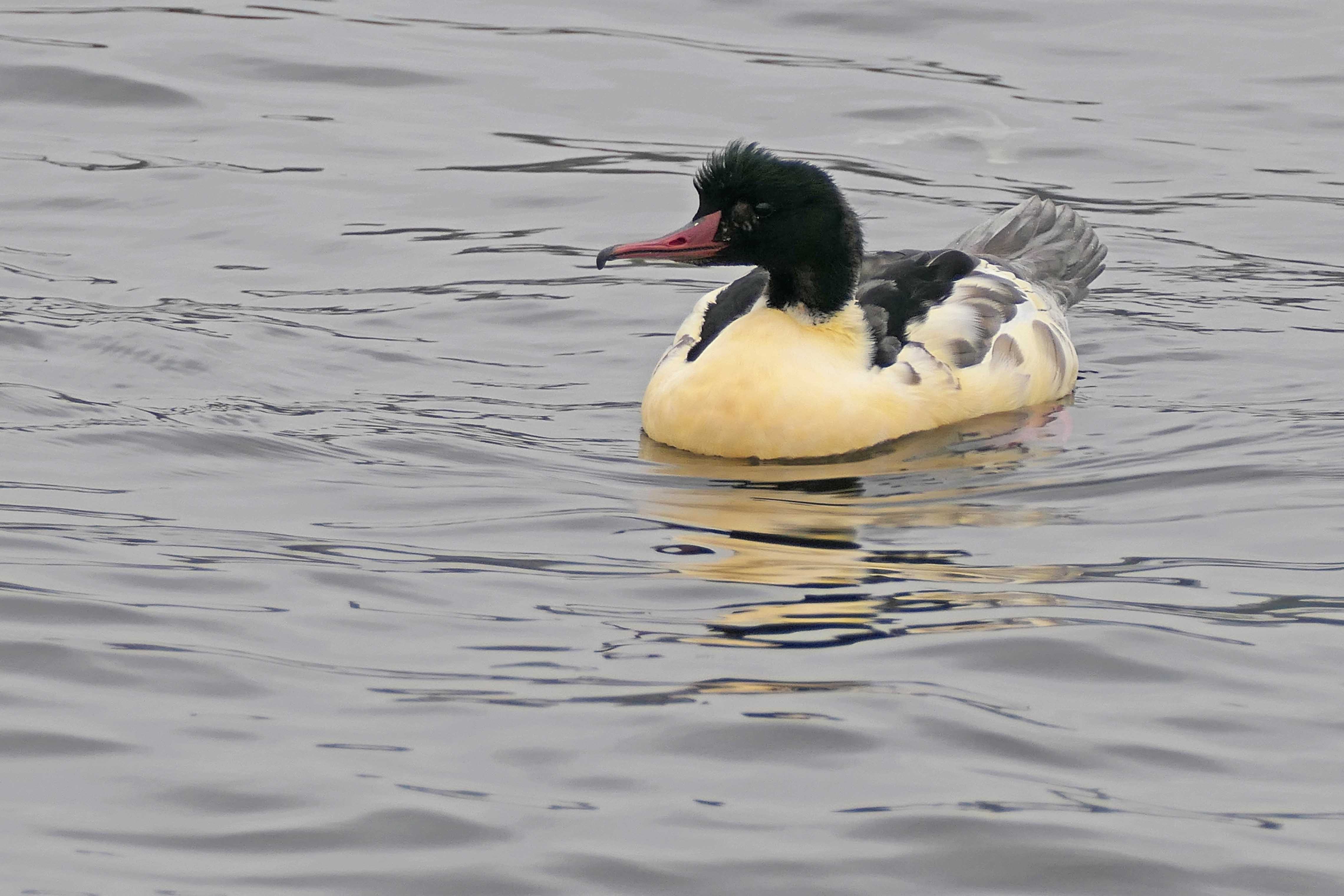 241018 goosander (2)
