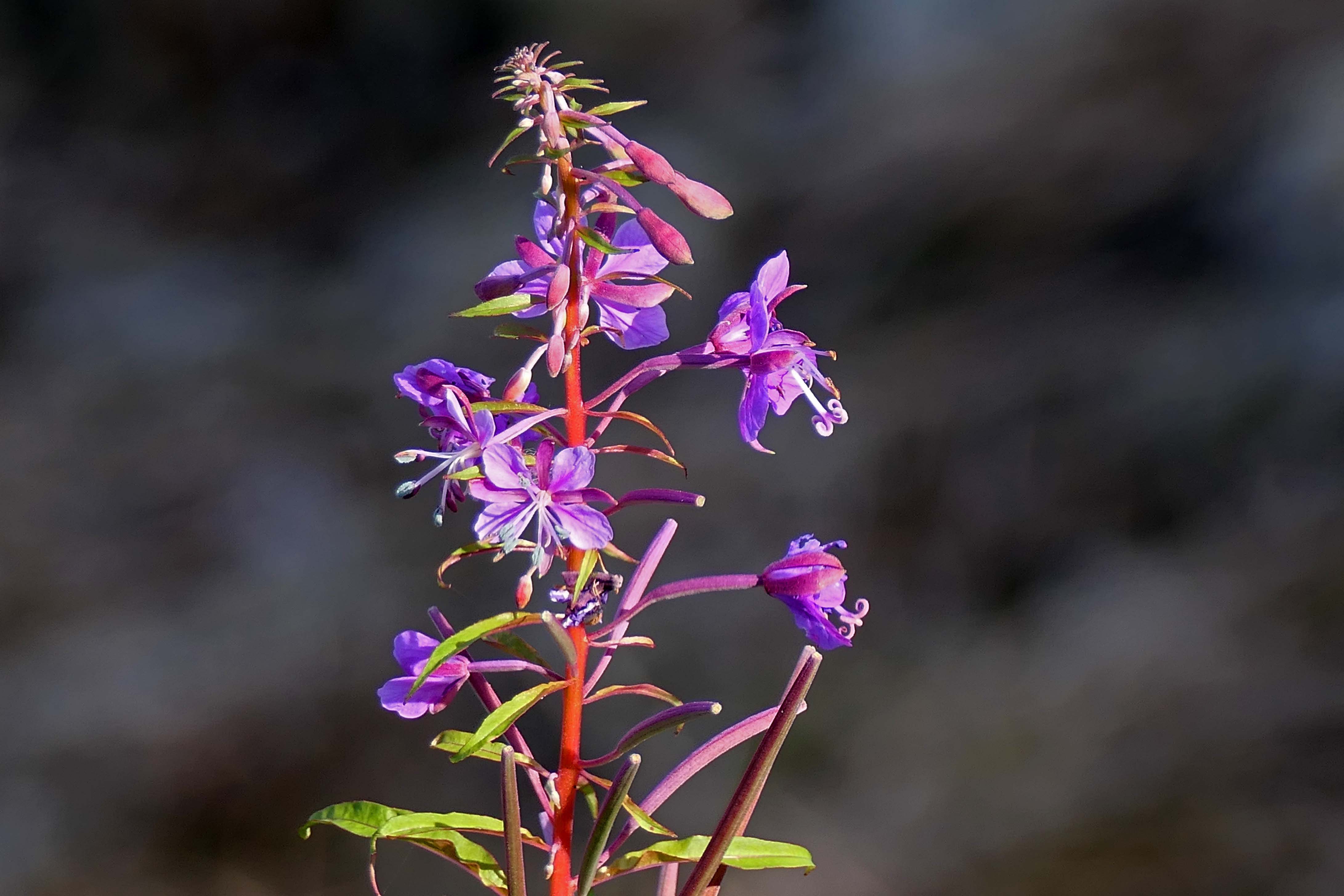 241020 rosebay willowherb
