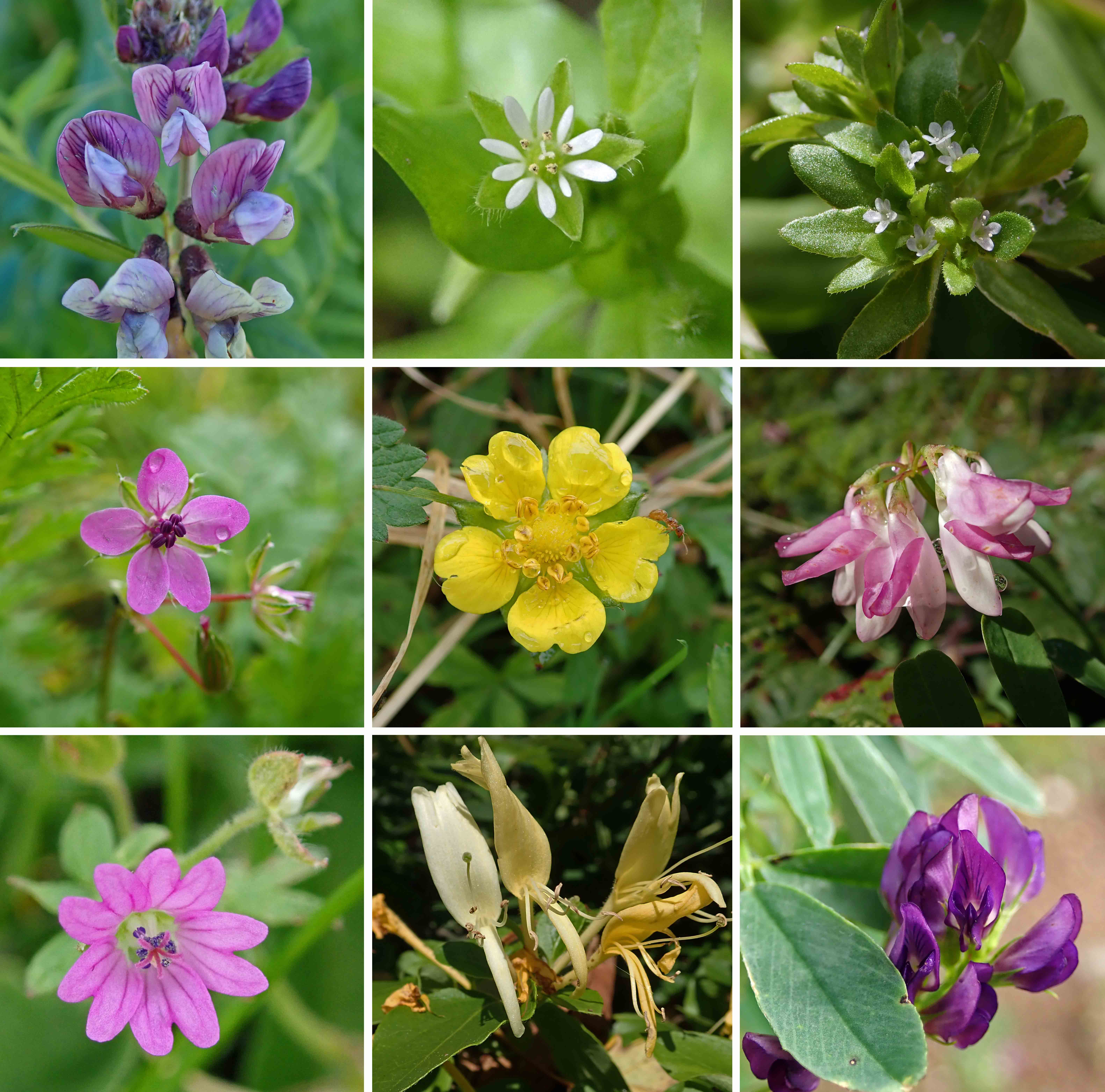 241020 wildflowers (1)