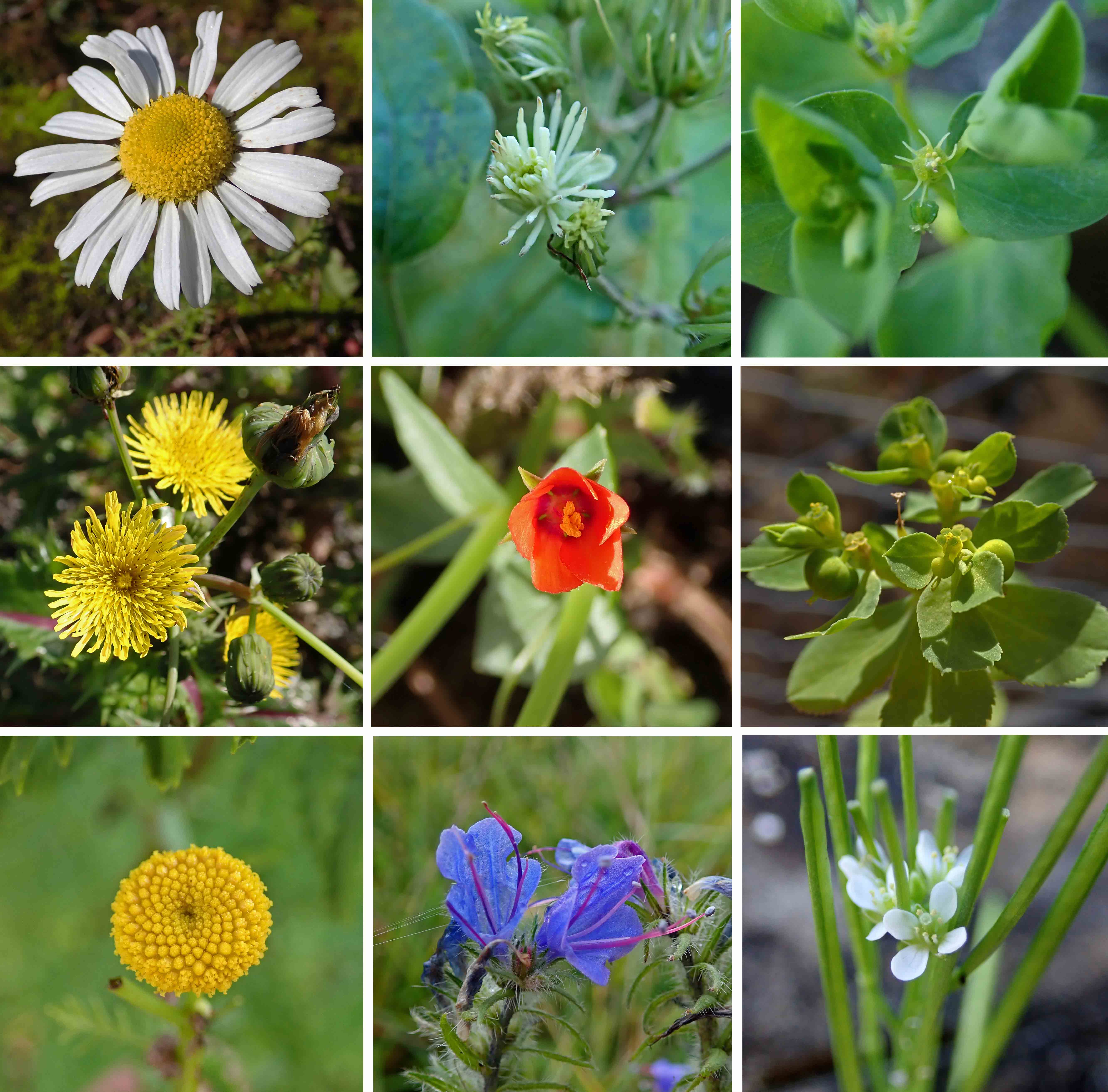 241020 wildflowers (2)