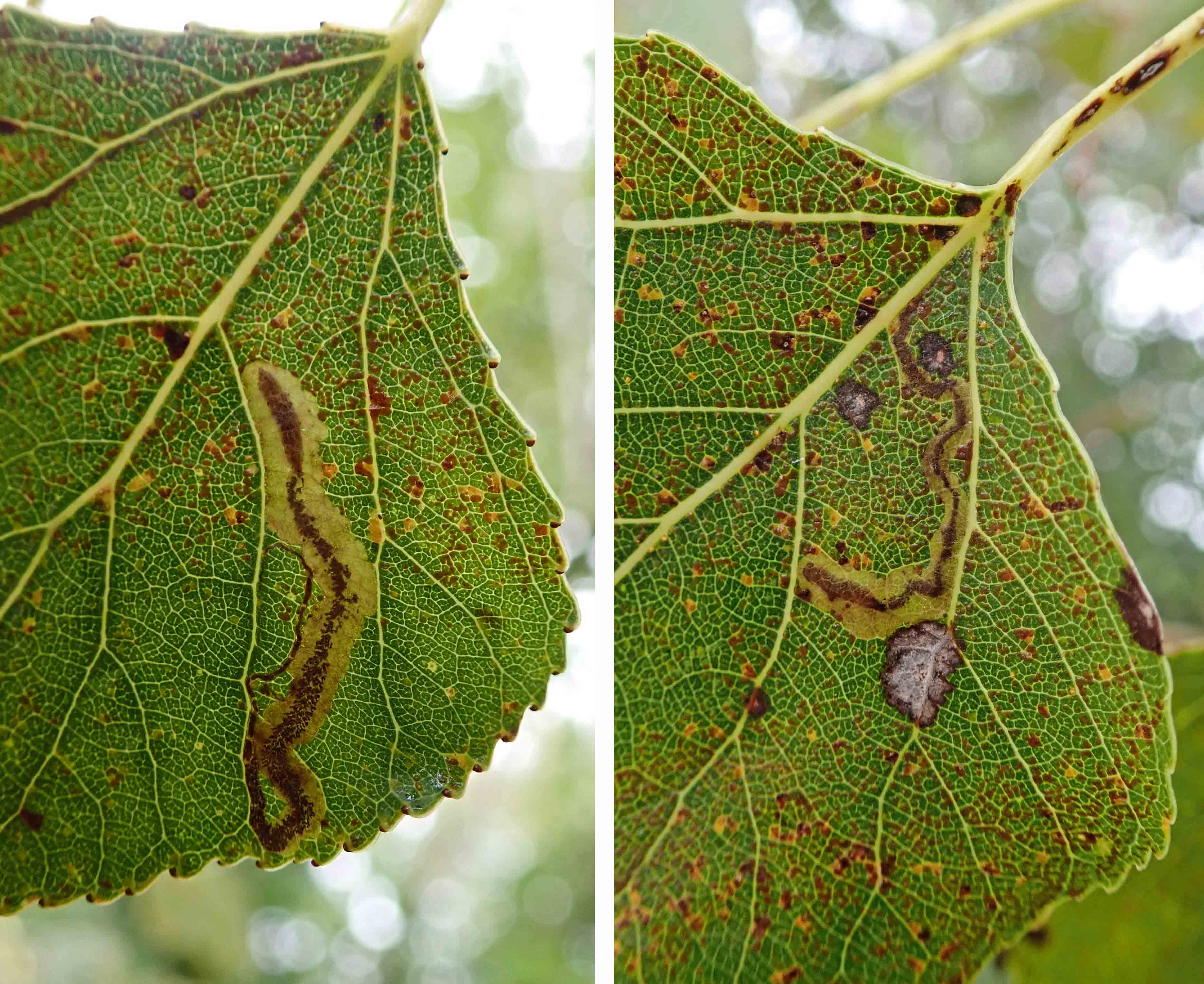 241021 stigmella trimaculella (2)