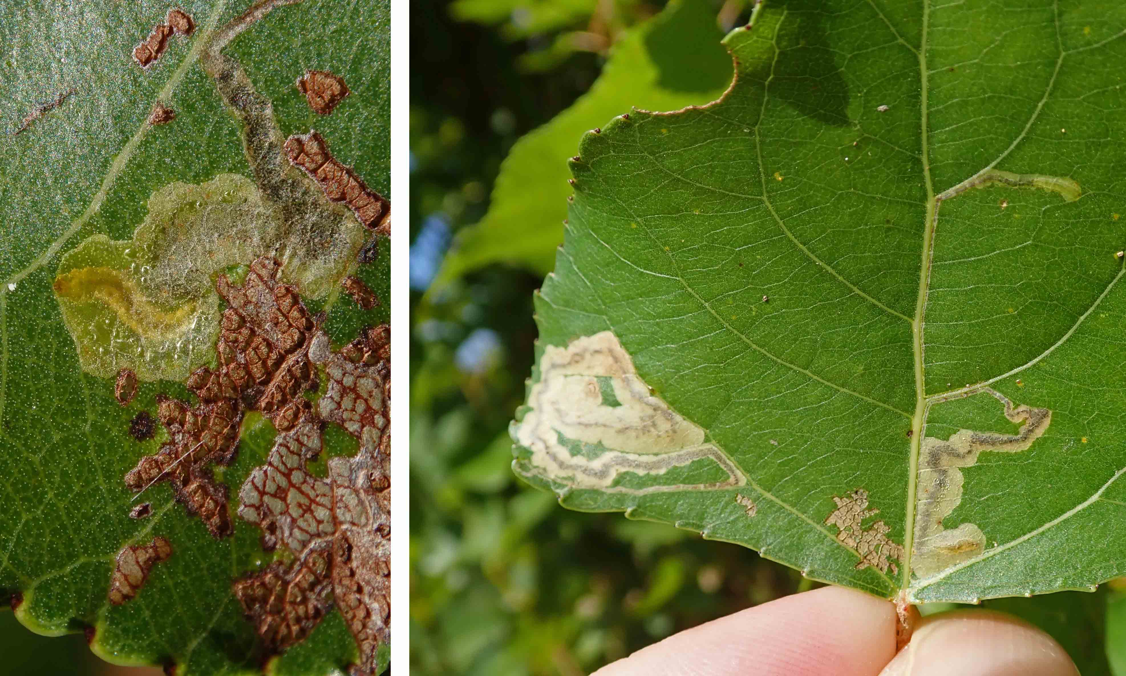 241021 stigmella trimaculella (3)