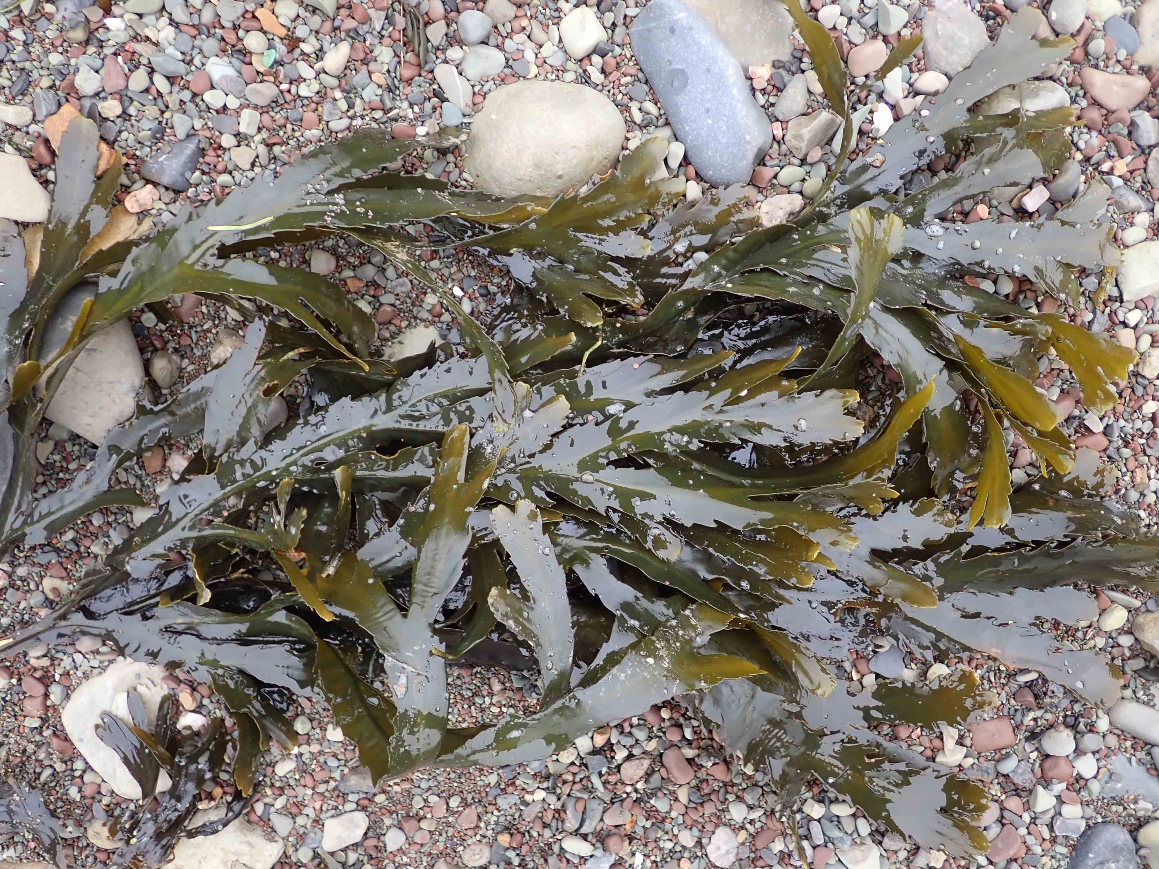 241022 toothed wrack (2)