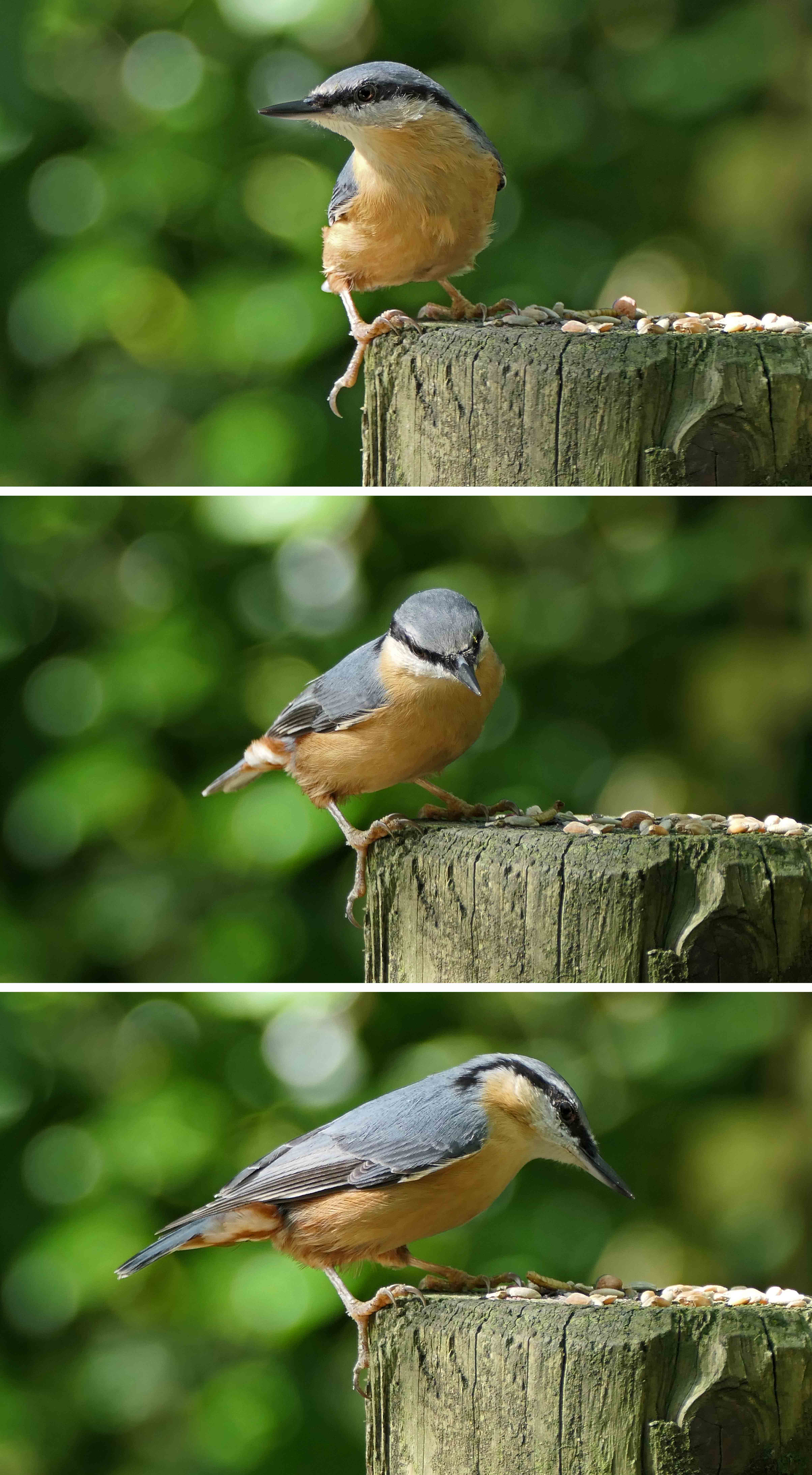 241026 nuthatch