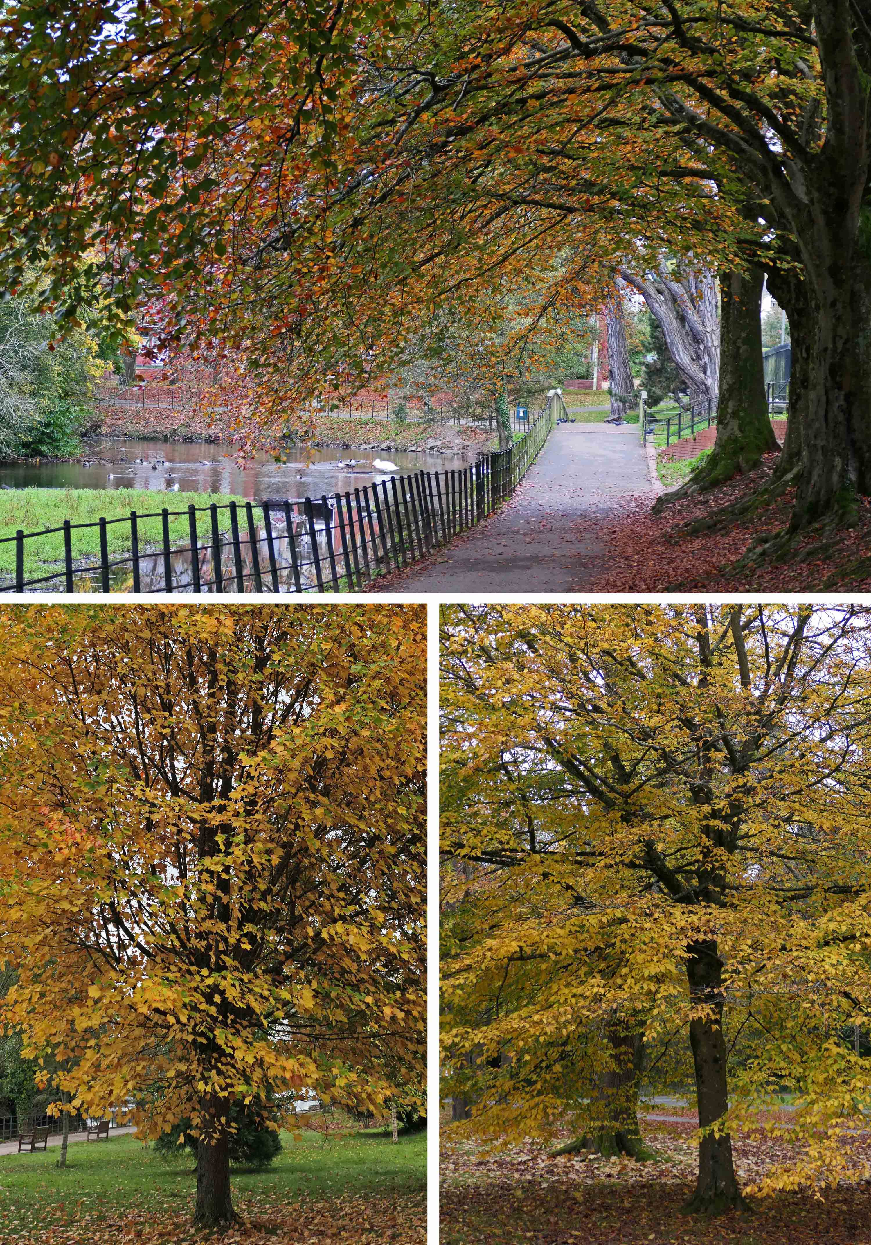 241027 roath lake (1)