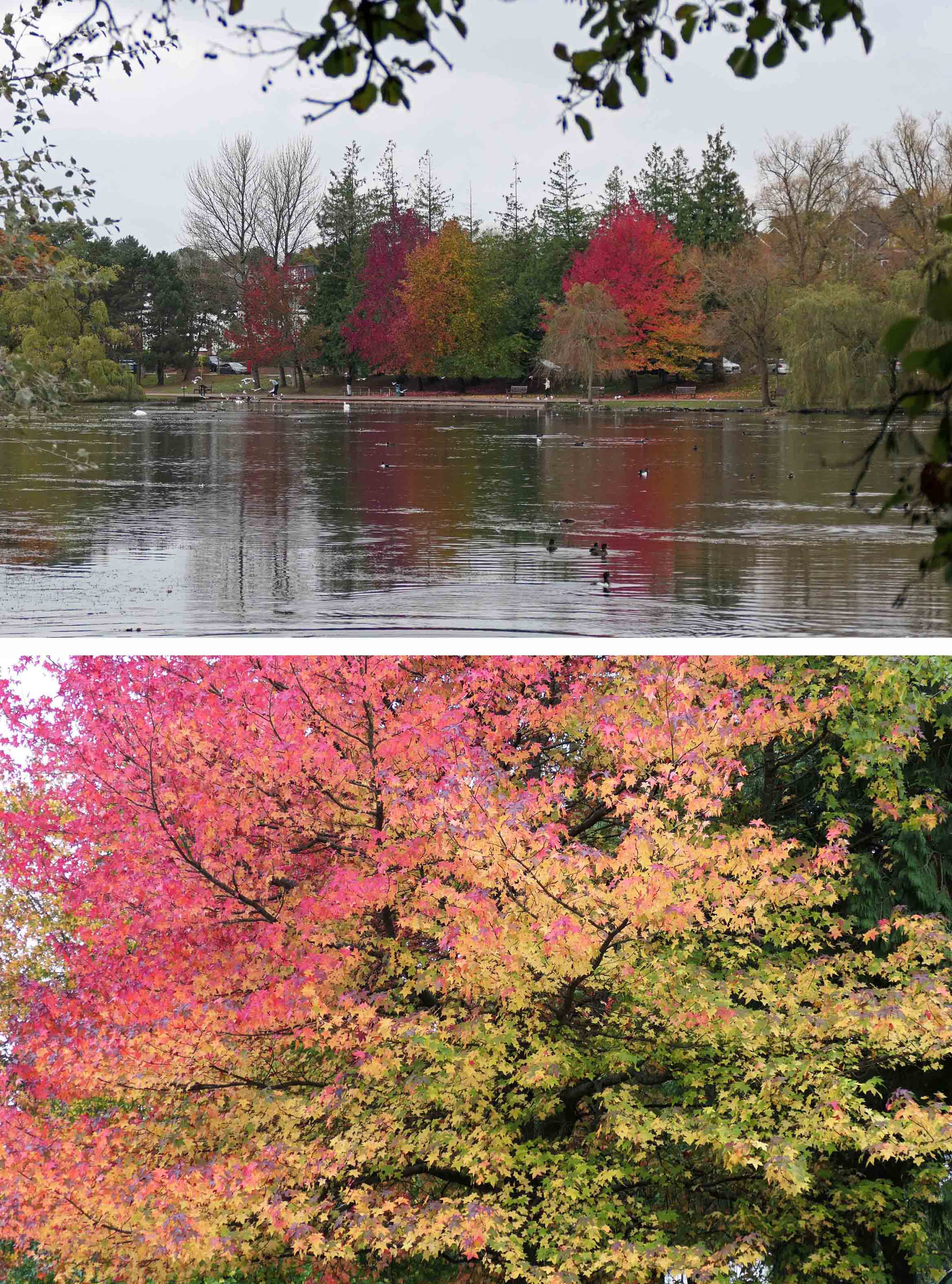 241027 roath lake (3)