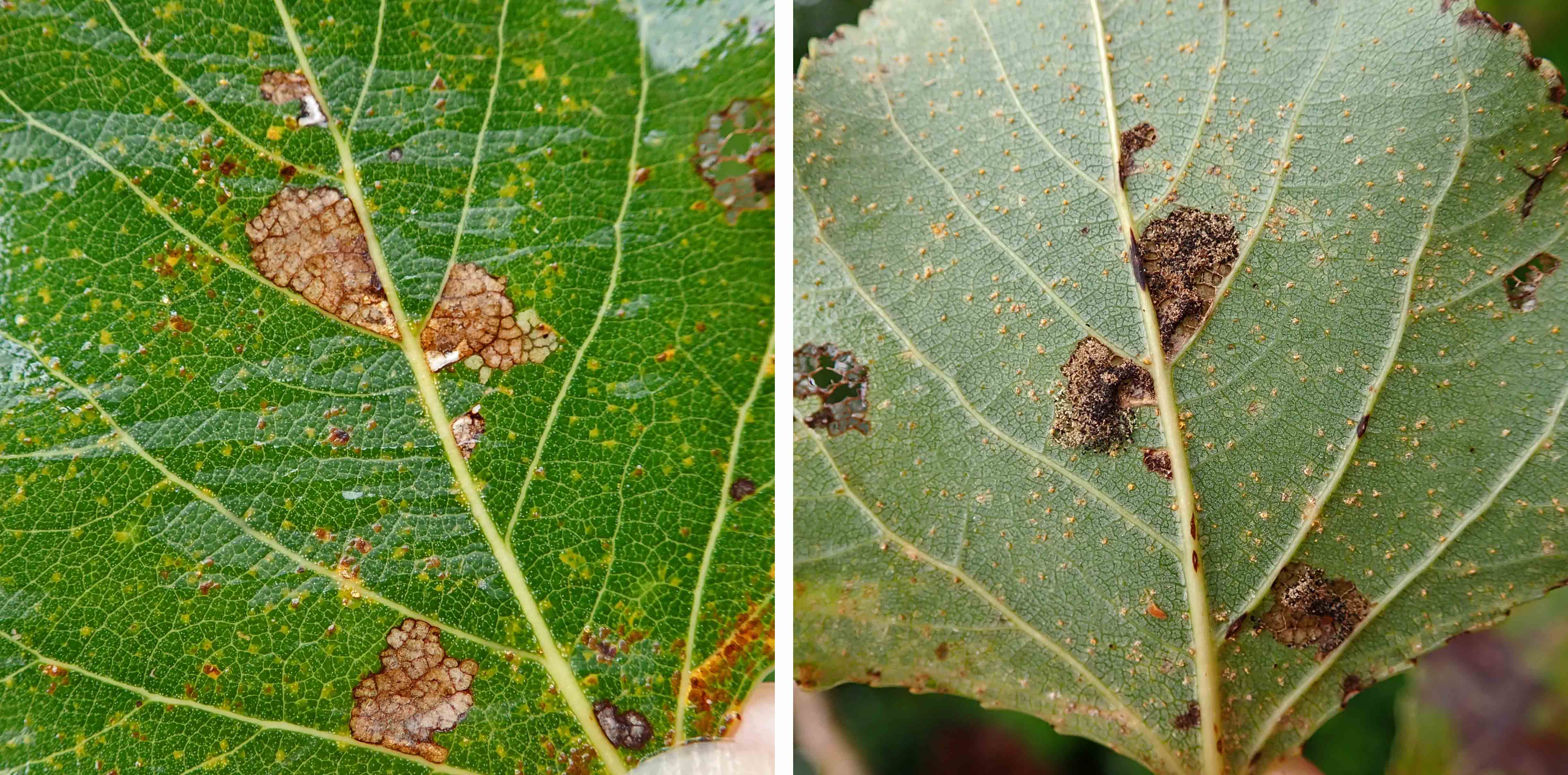 241028 Gypsonoma oppressana (1)