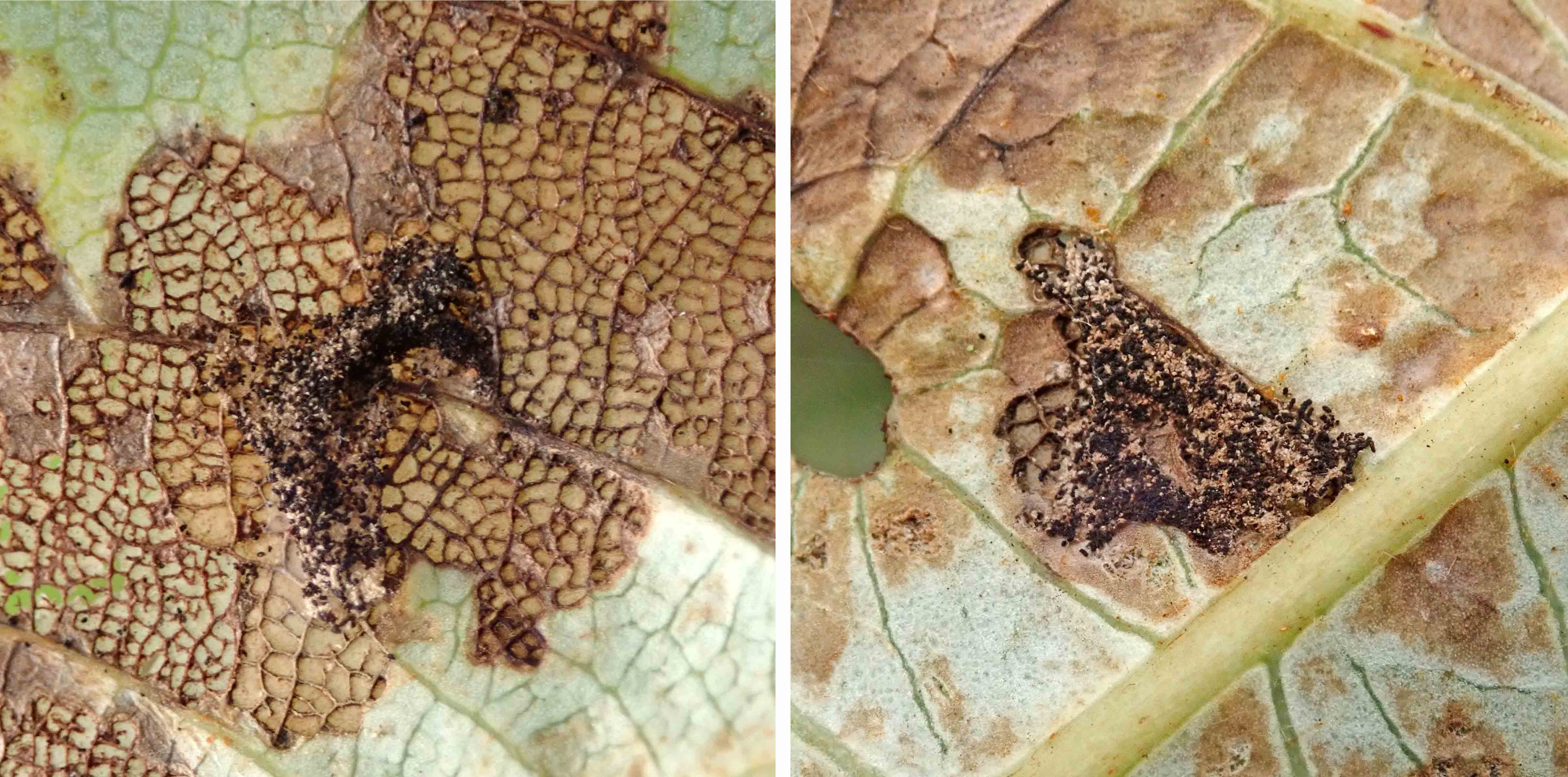 241028 Gypsonoma oppressana (2)