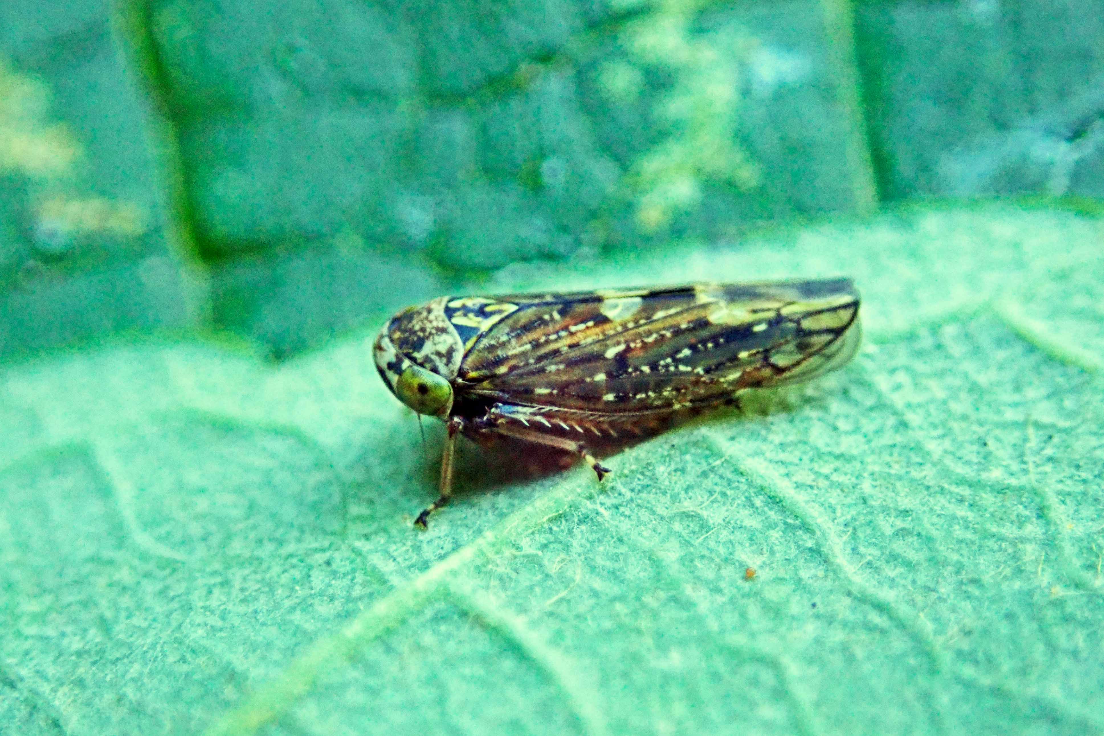 241030 Acericerus heydenii (1)