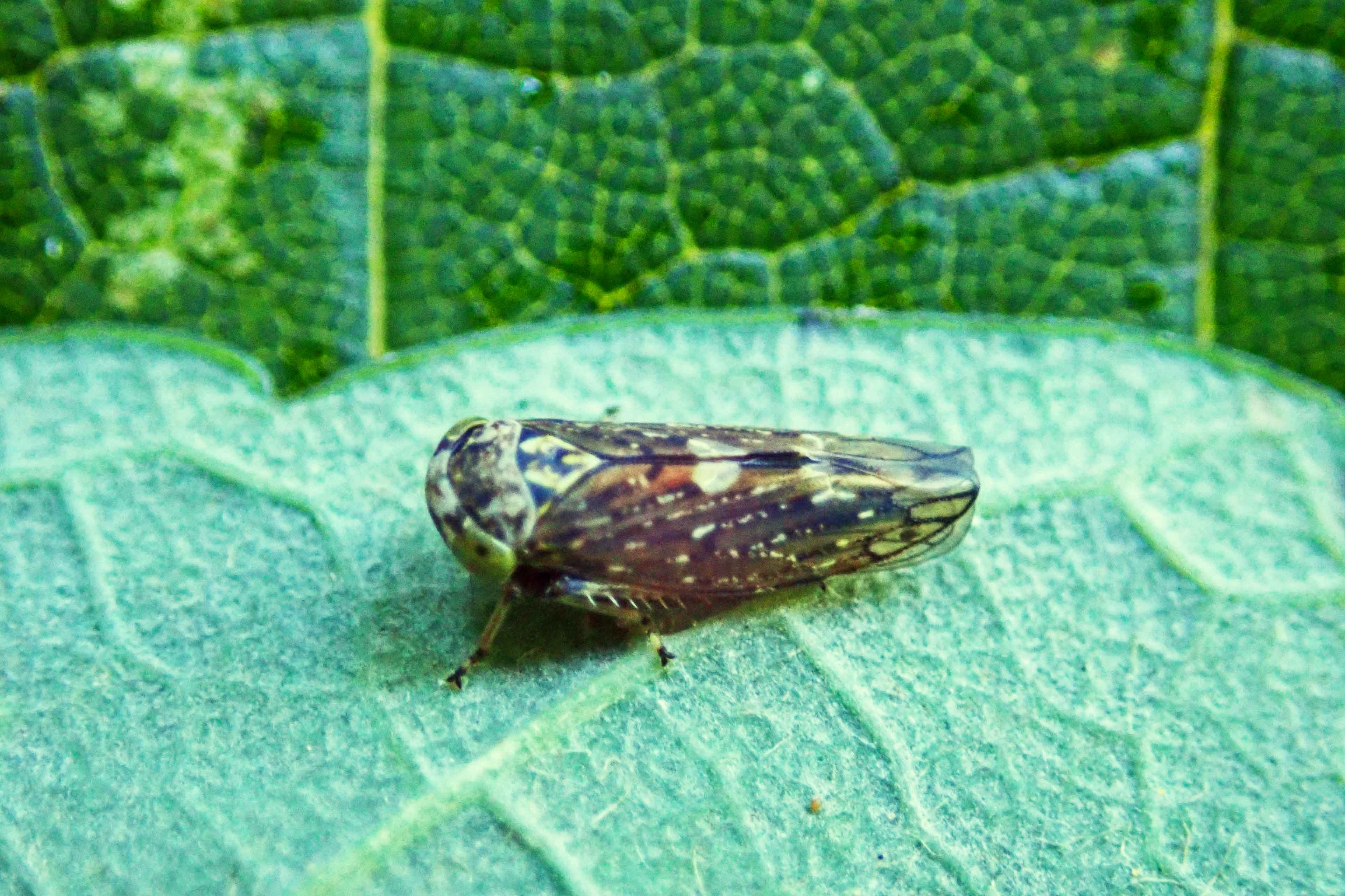 241030 Acericerus heydenii (2)