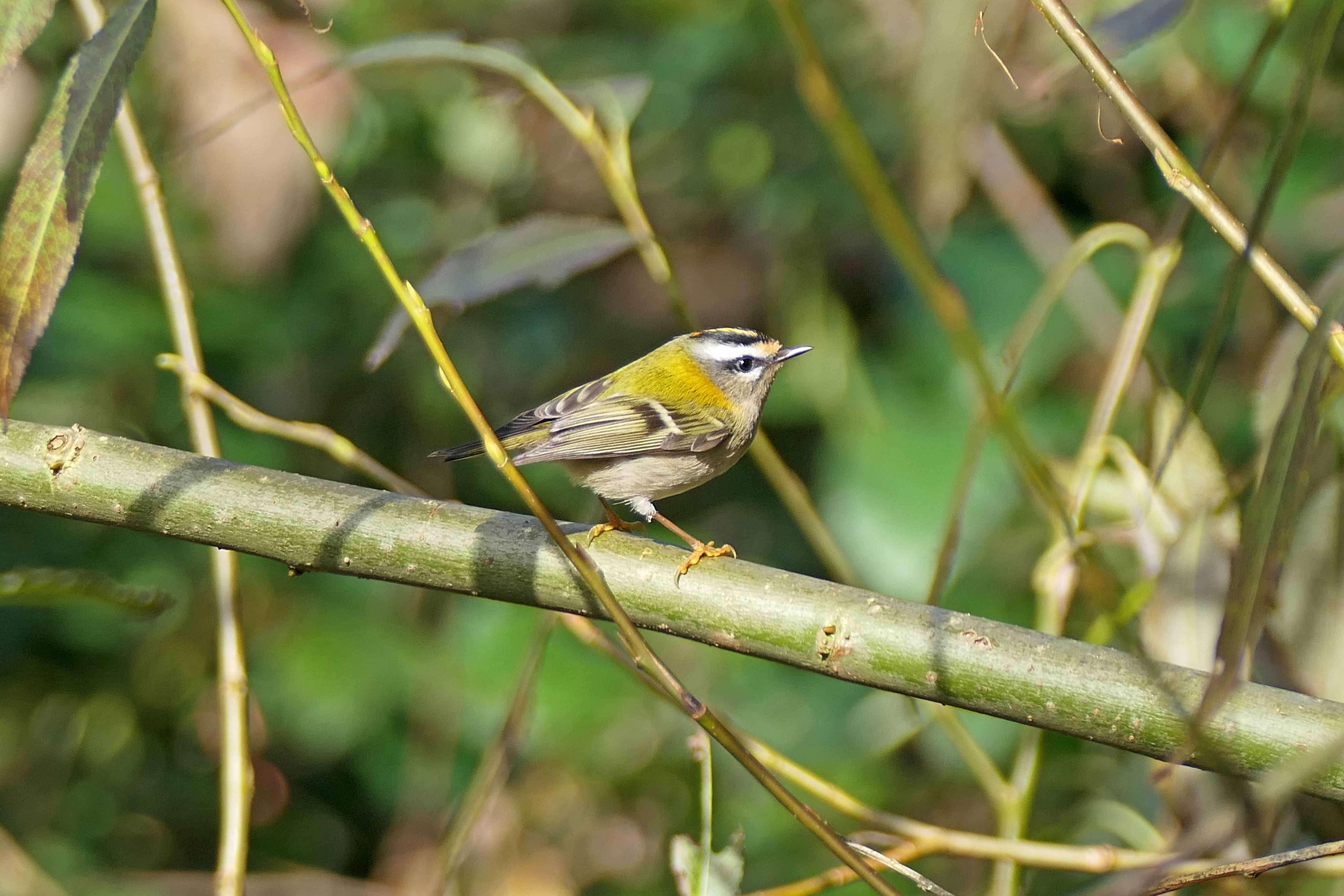241031 firecrest (1)
