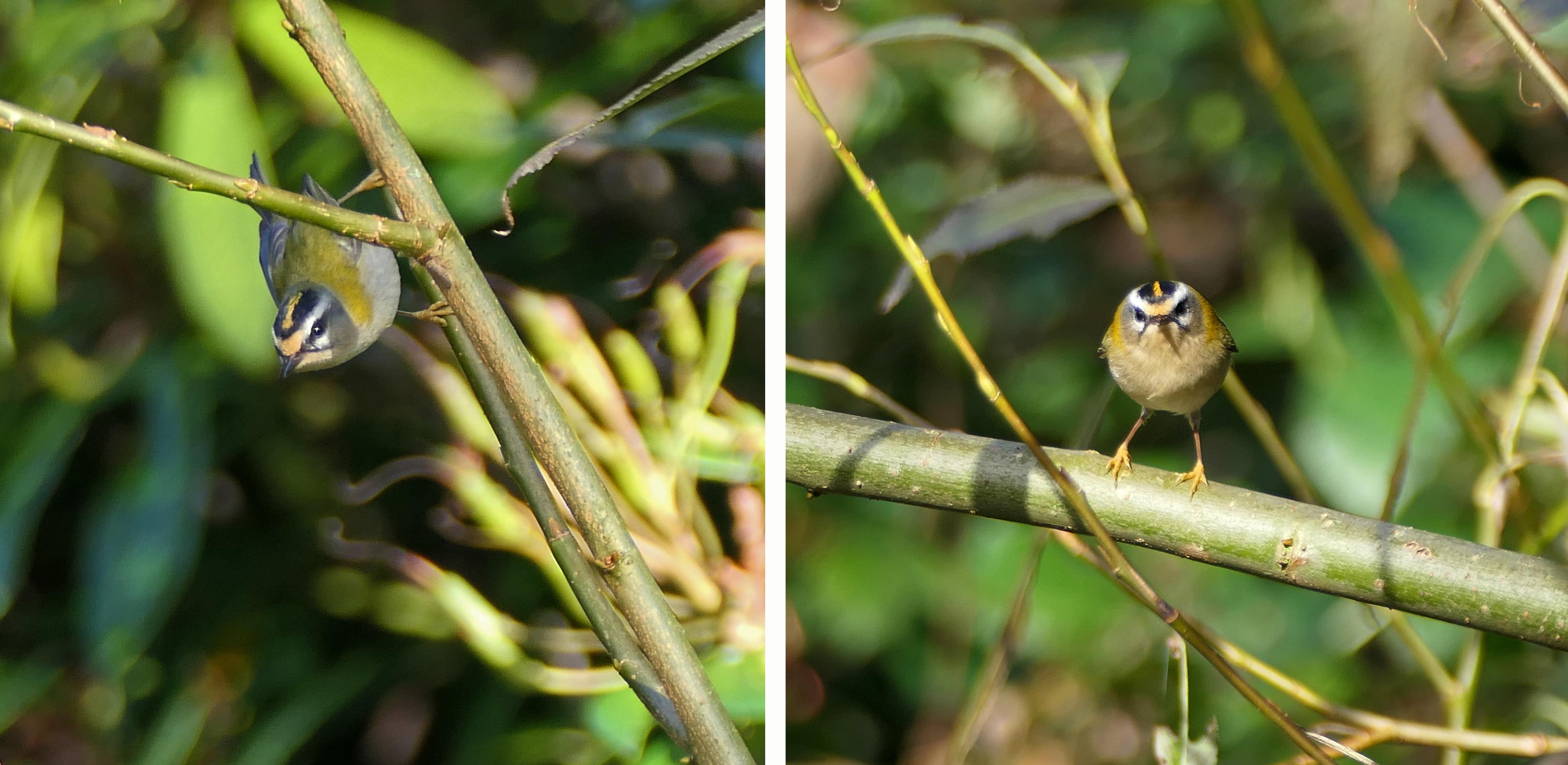 241031 firecrest (2)