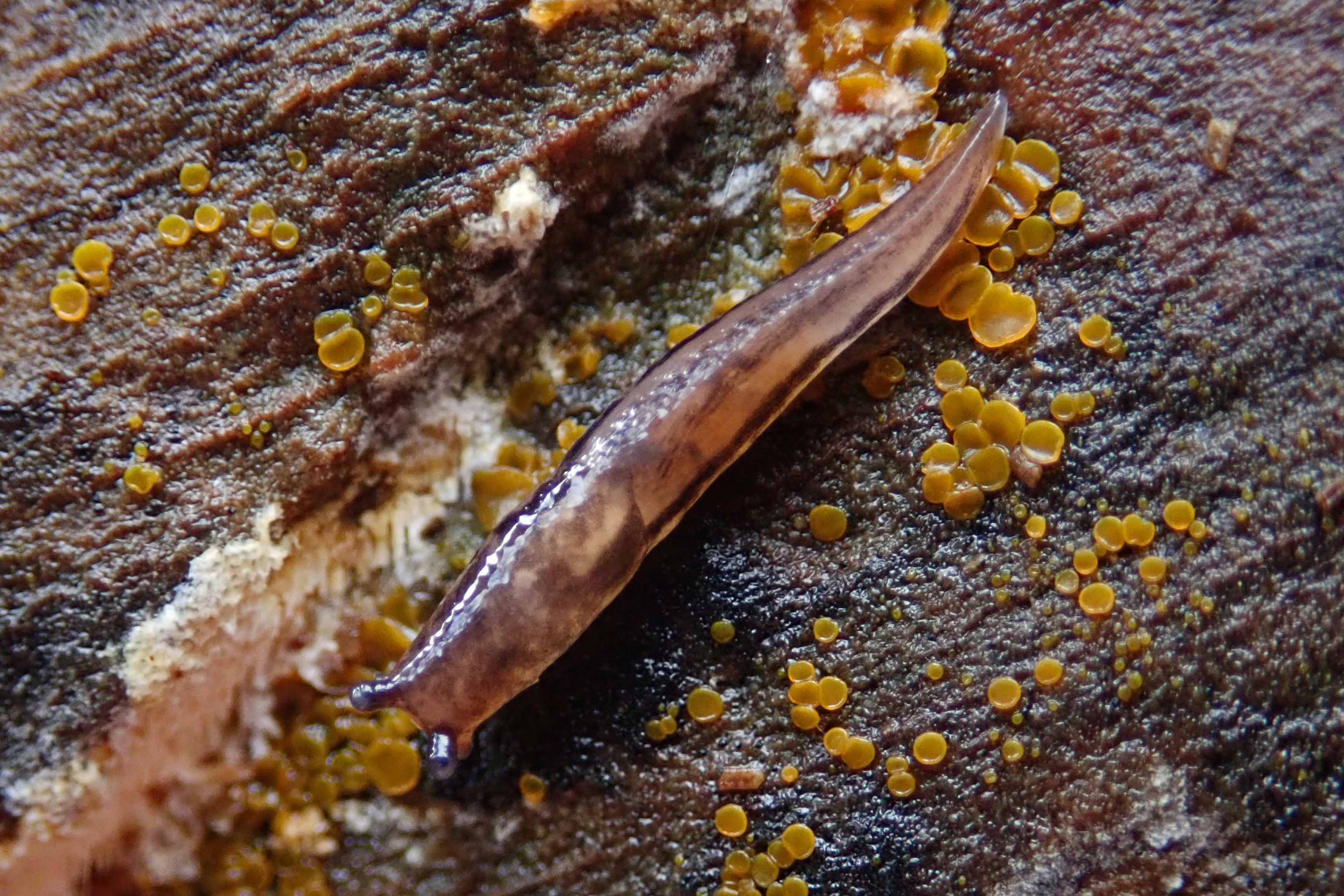 241101 slug and lemon disco