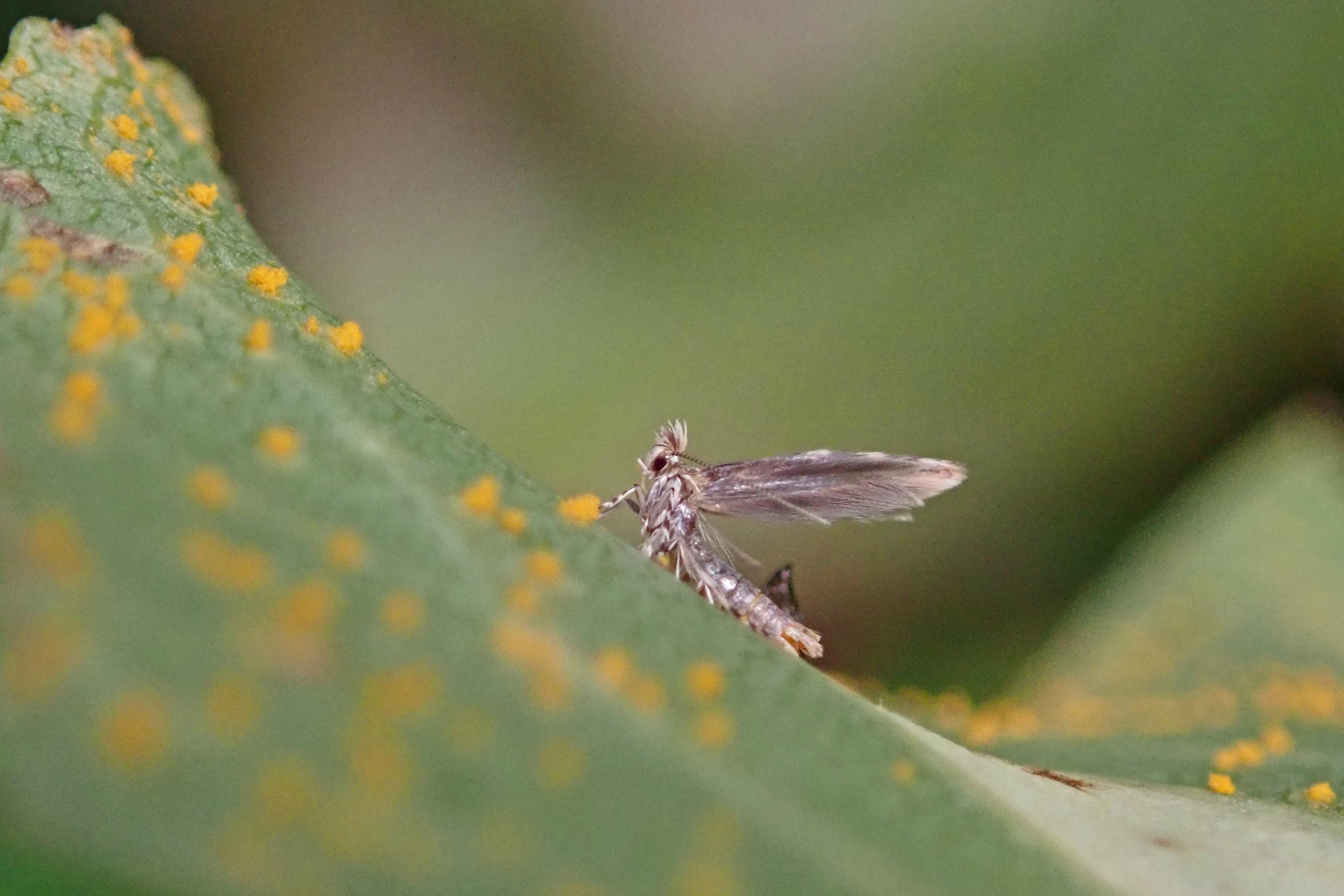 241104 Phyllonorycter comparella (1)