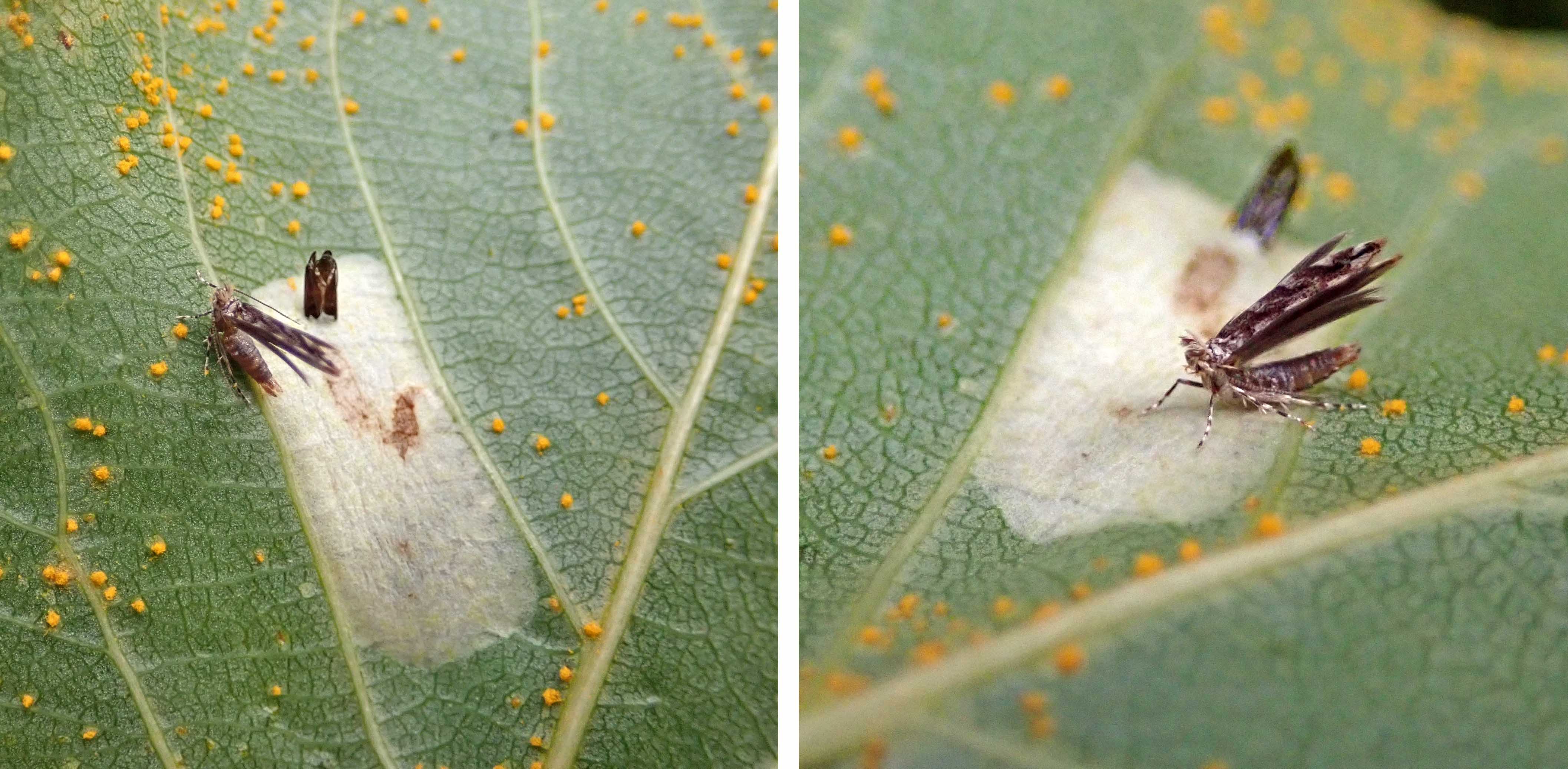 241104 Phyllonorycter comparella (2)