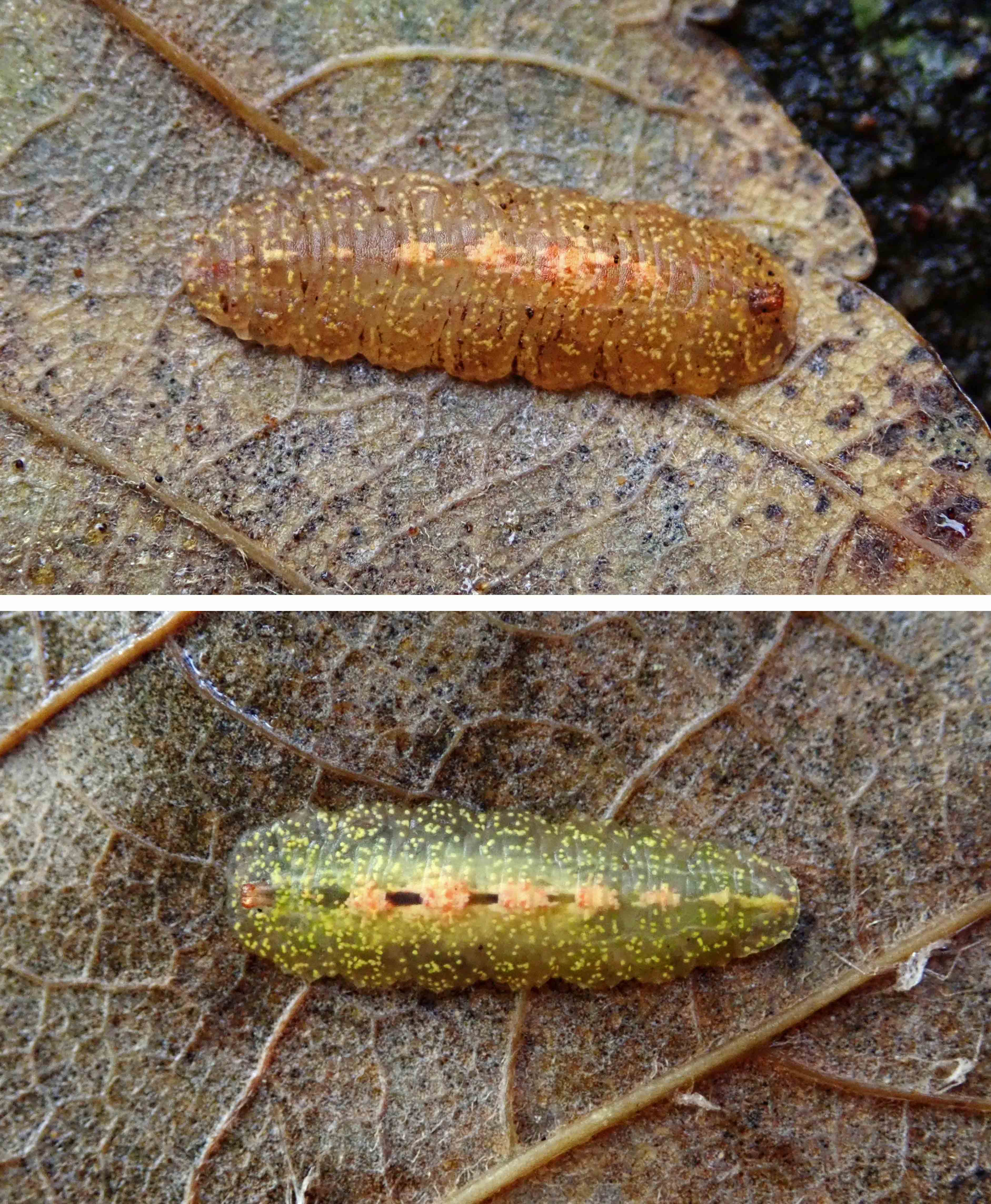 241107 Epistrophe grossulariae