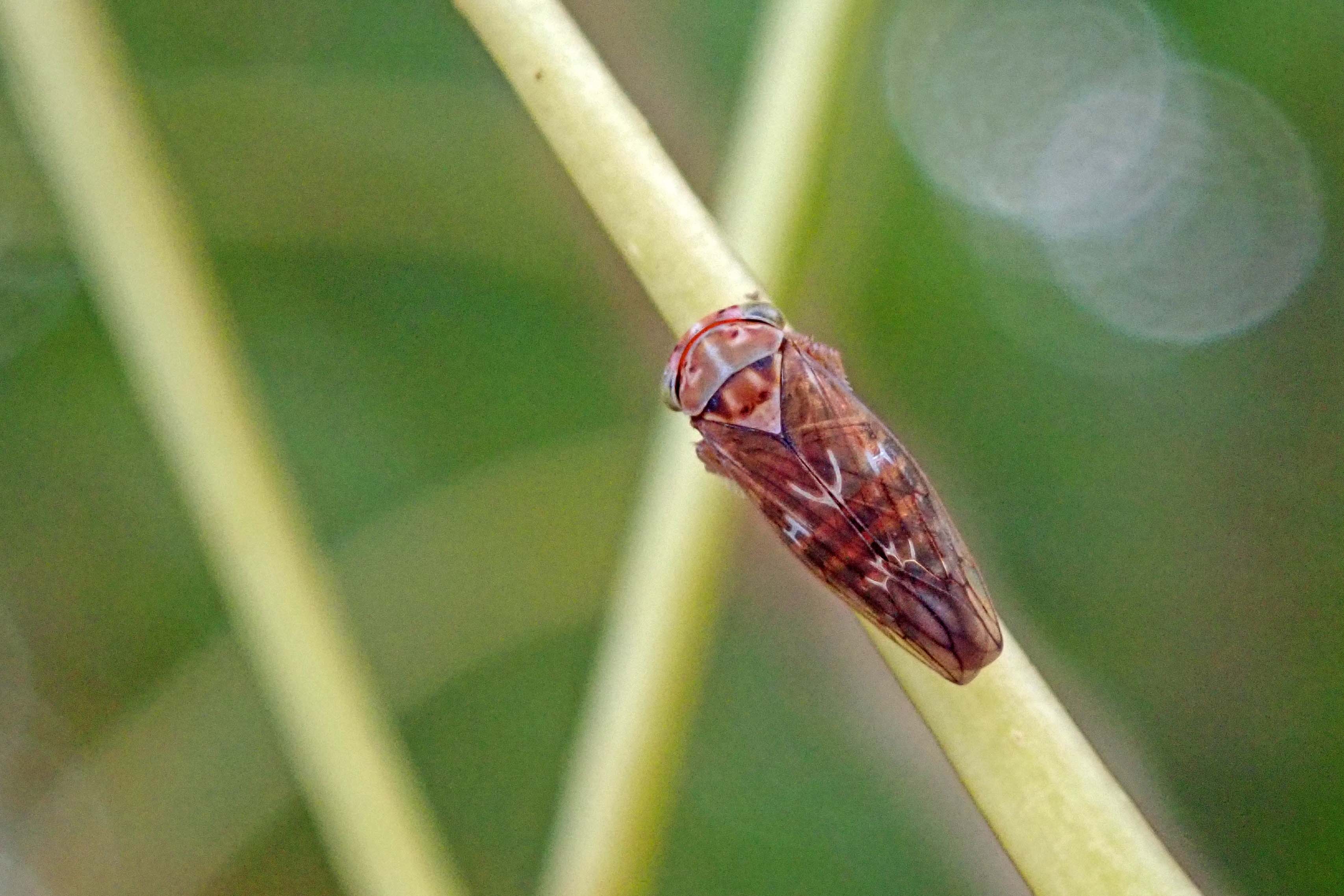 241106 tremulicerus vitreus (1)