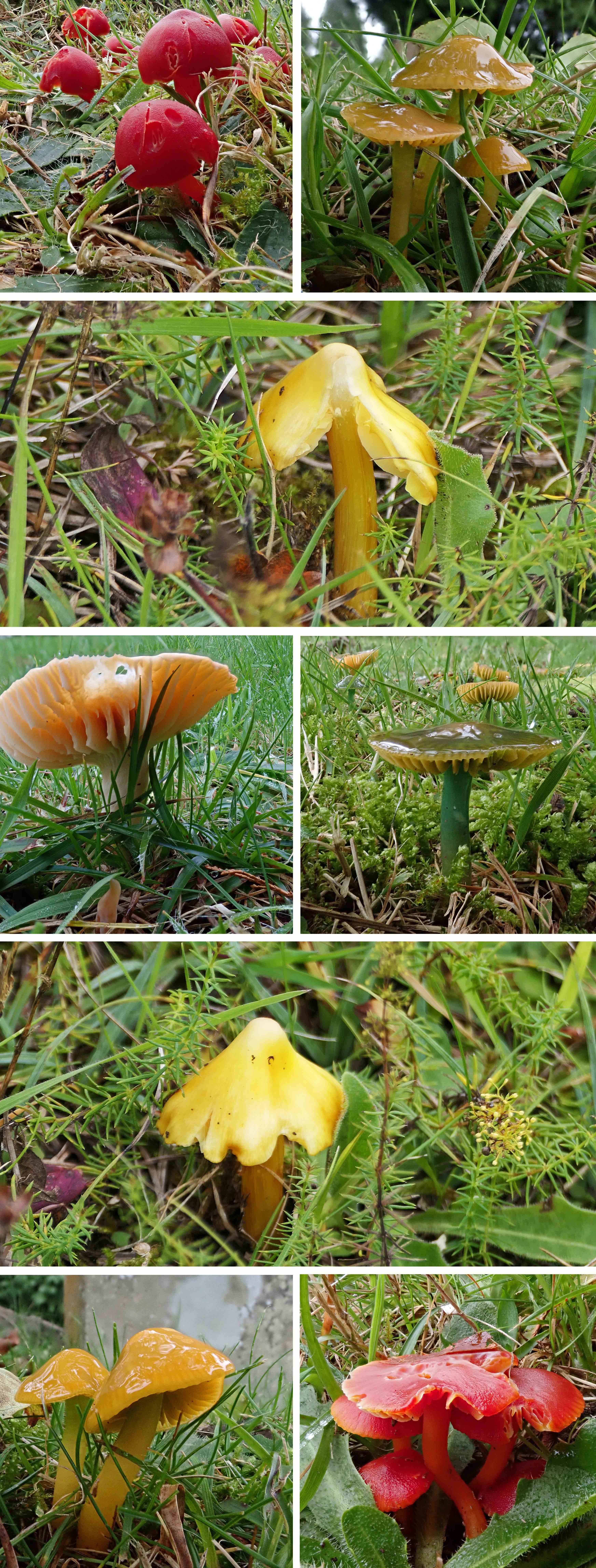 241108 waxcaps