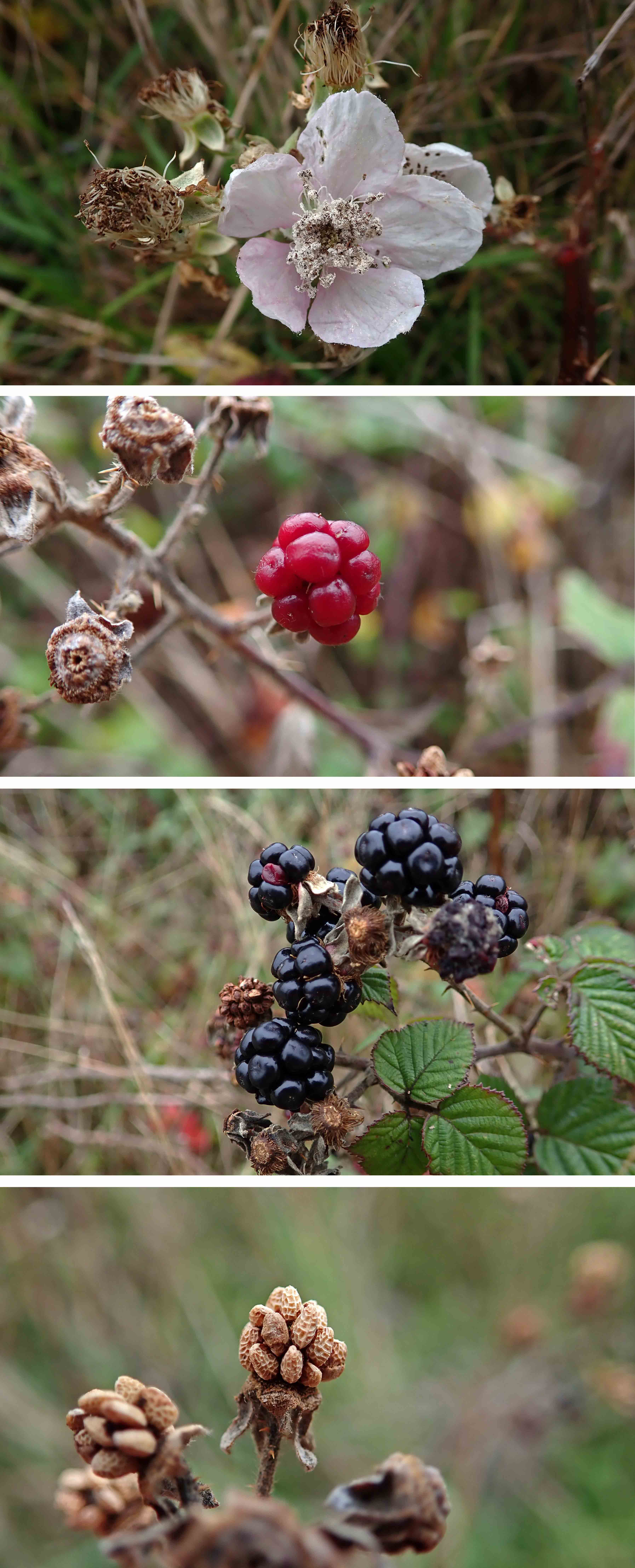241110 brambles (1)