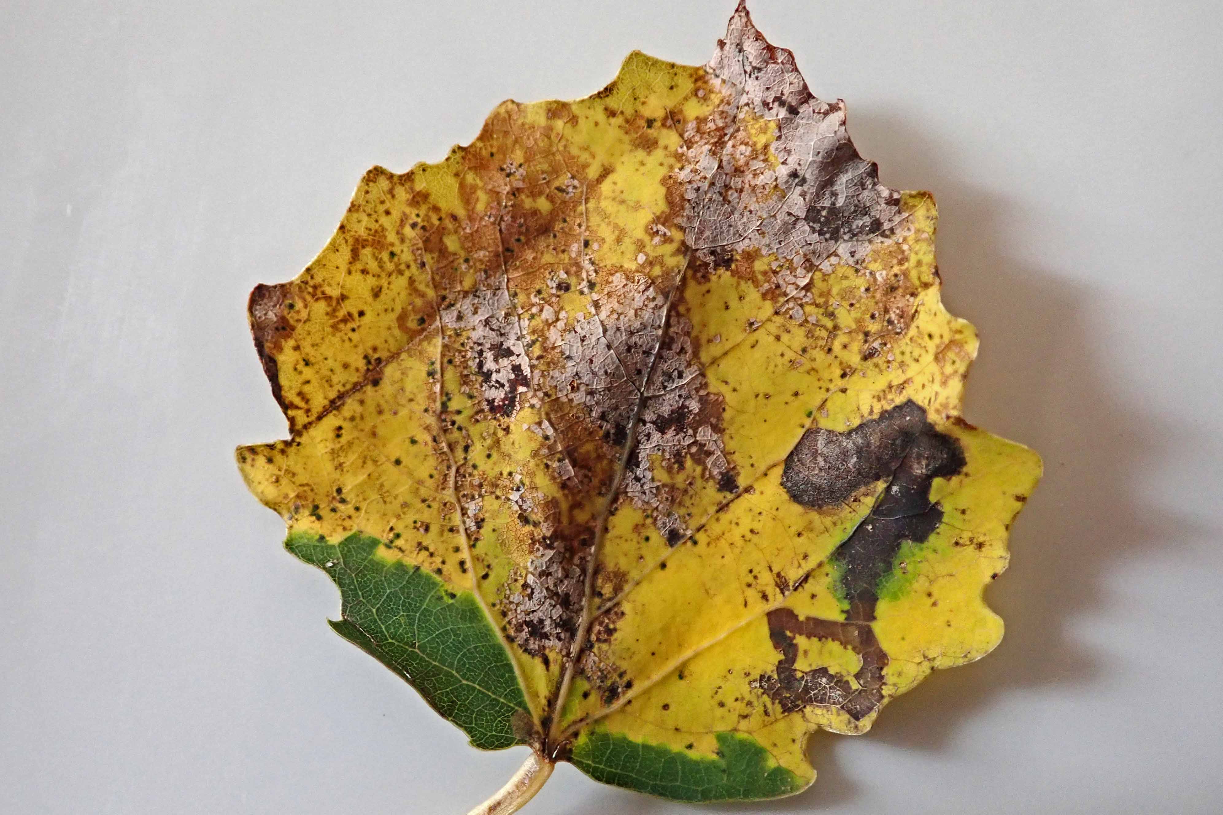 241111 Ectoedemia argyropeza (1)