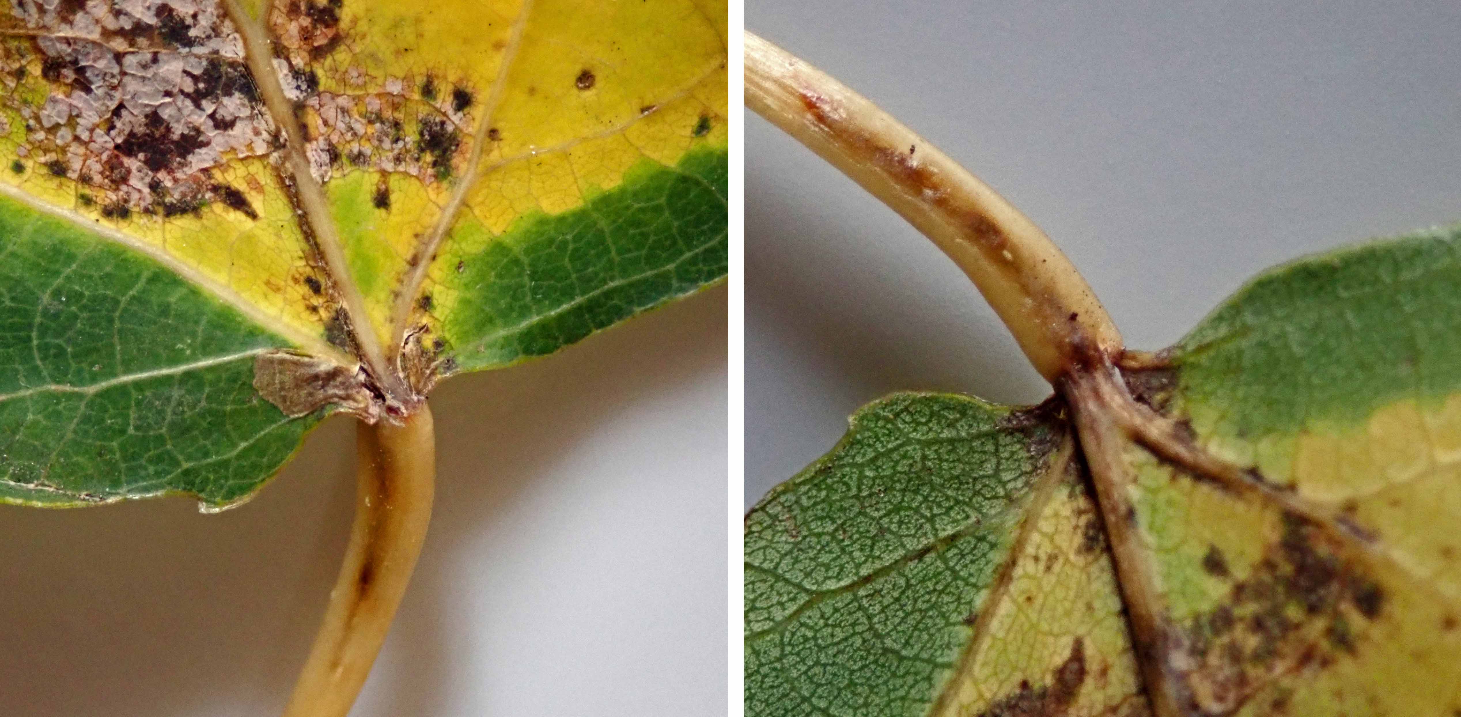 241111 Ectoedemia argyropeza (2)