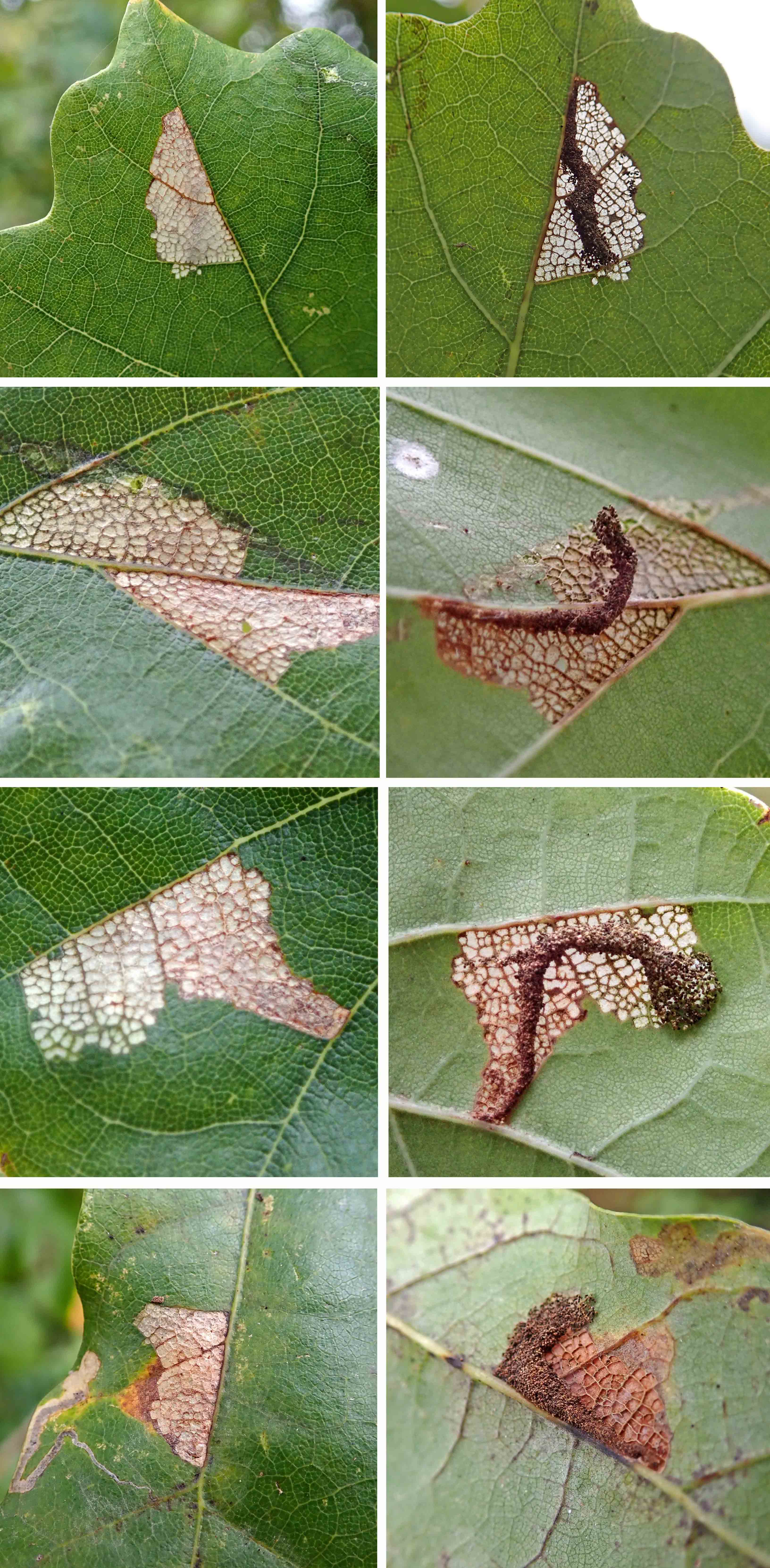 241113 Gypsonoma dealbana (1)