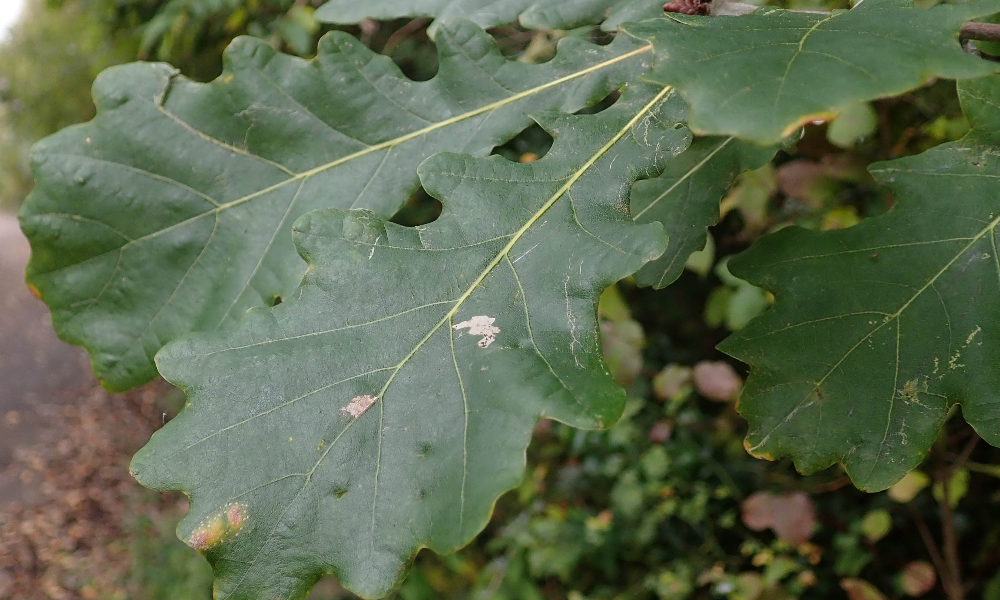 241113 Gypsonoma dealbana (2)