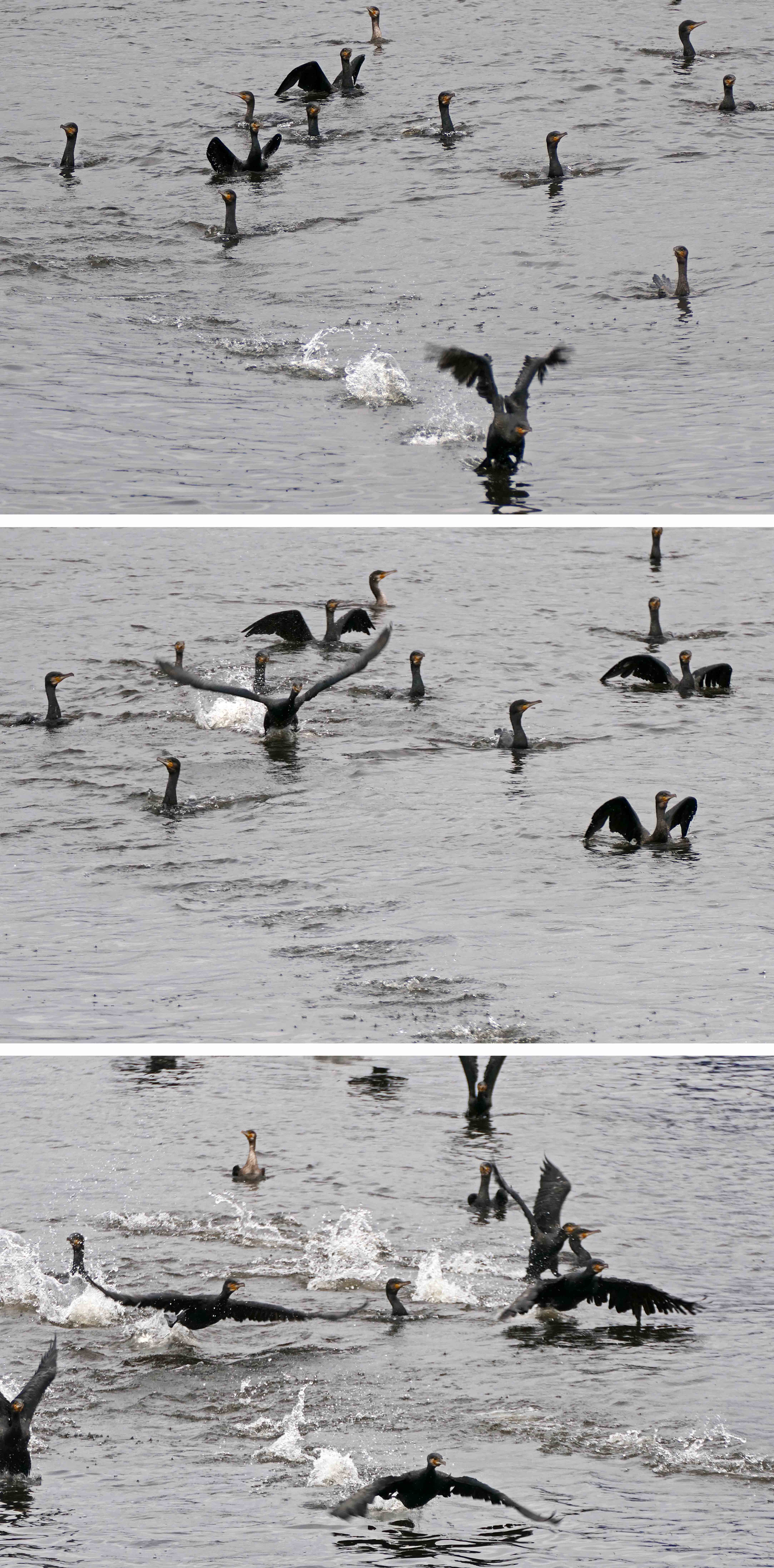 241114 cormorants (2)