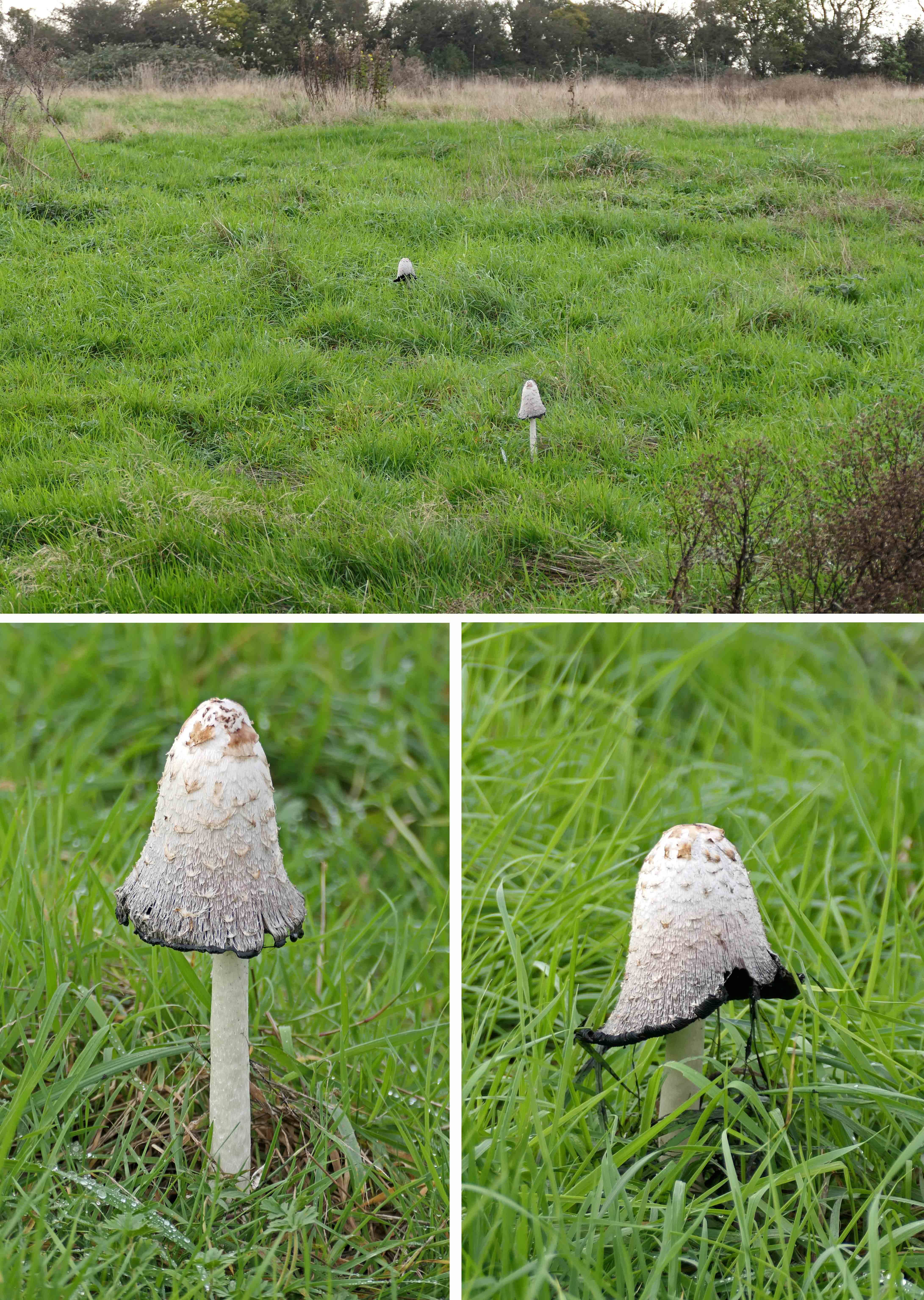 241115 shaggy inkcap