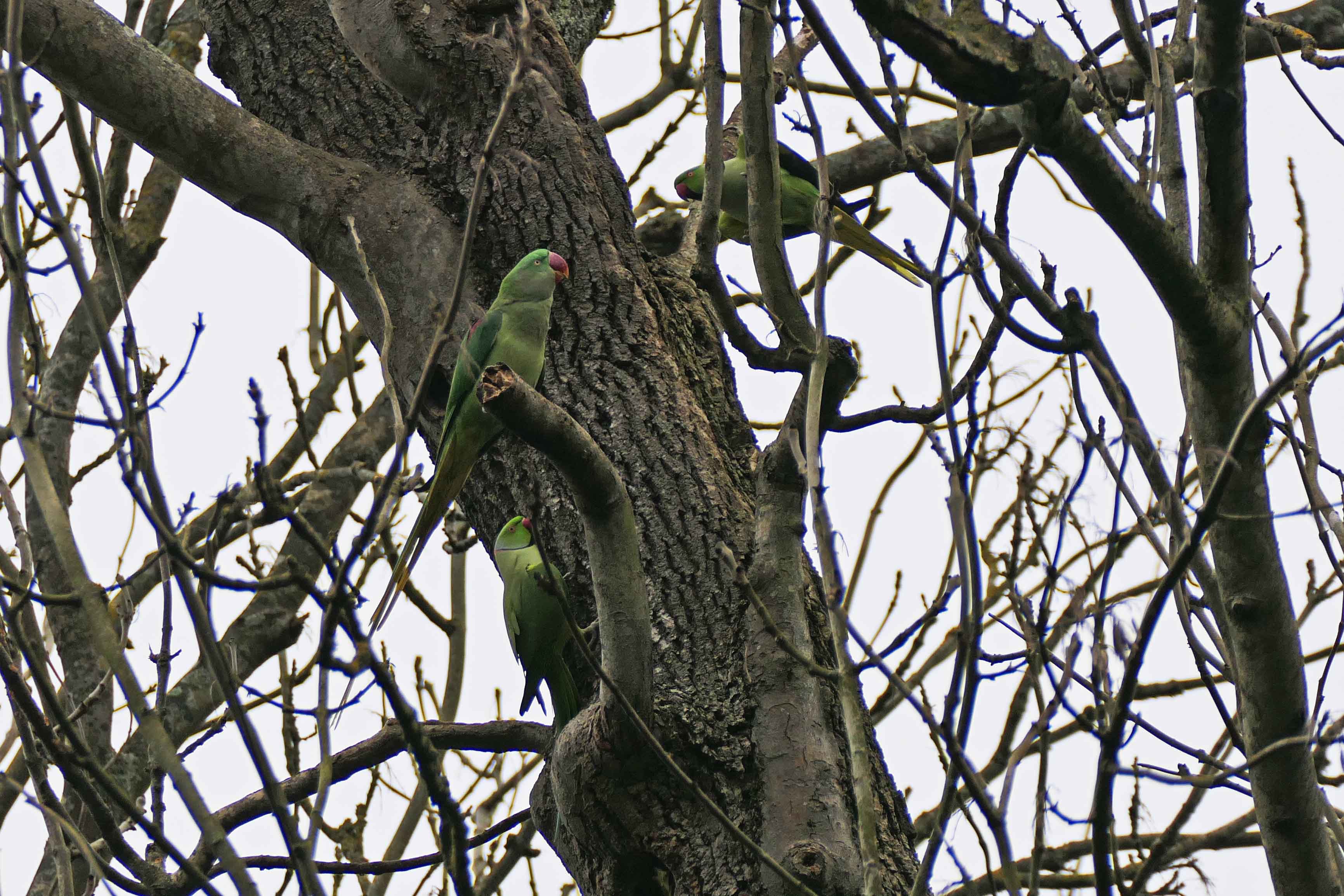 241116 parakeets (1)