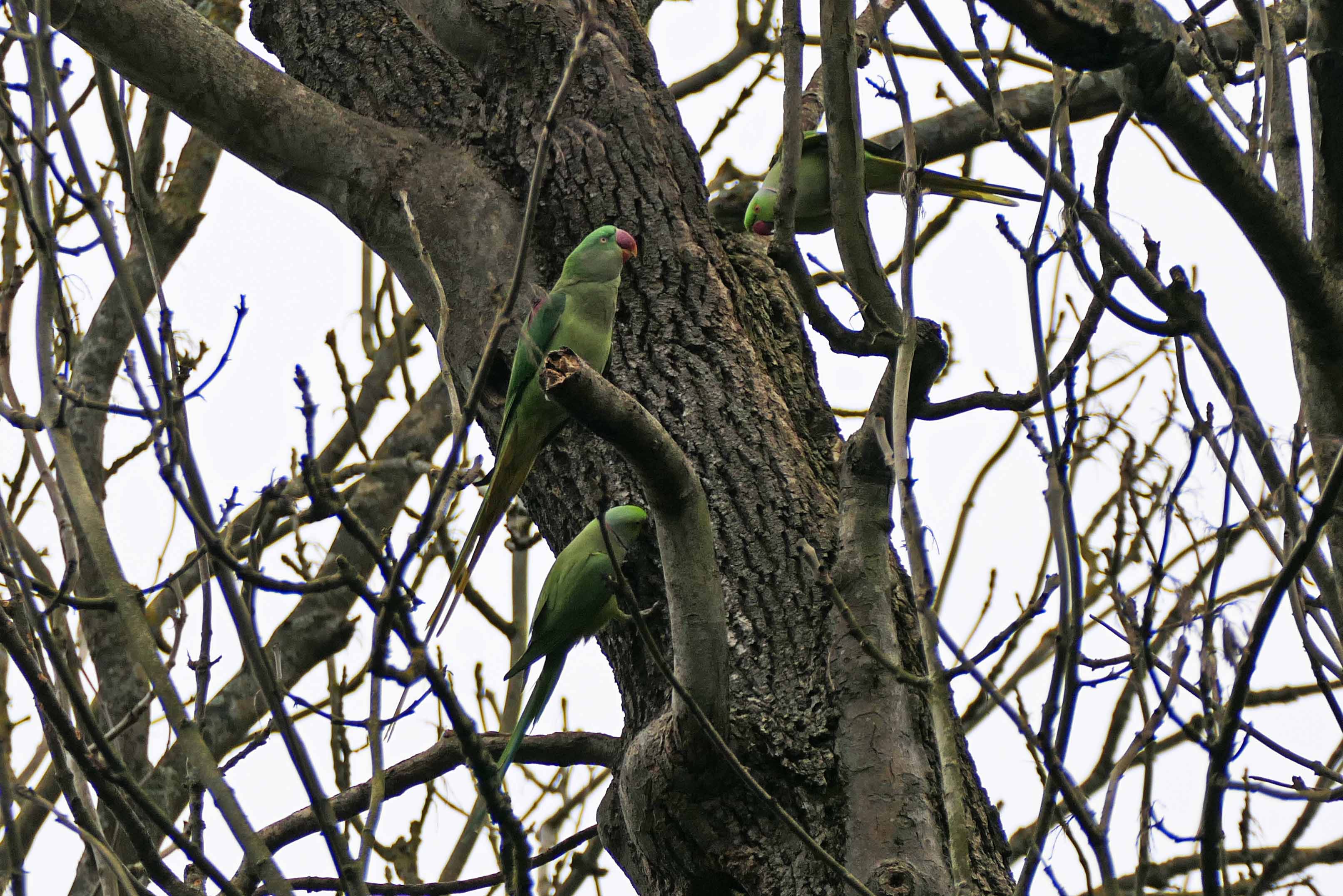 241116 parakeets (2)