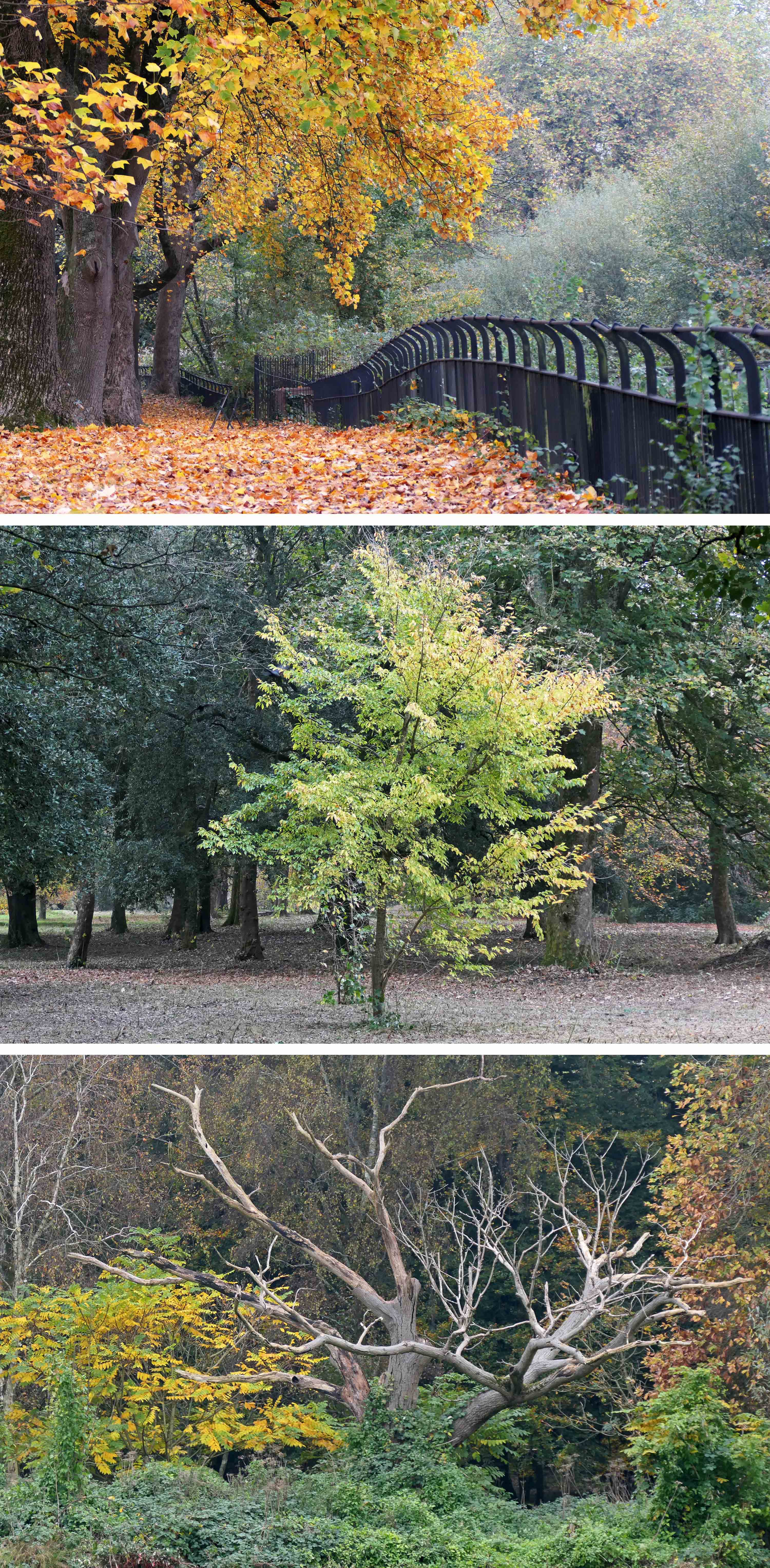 241117 autumn in bute park (1)