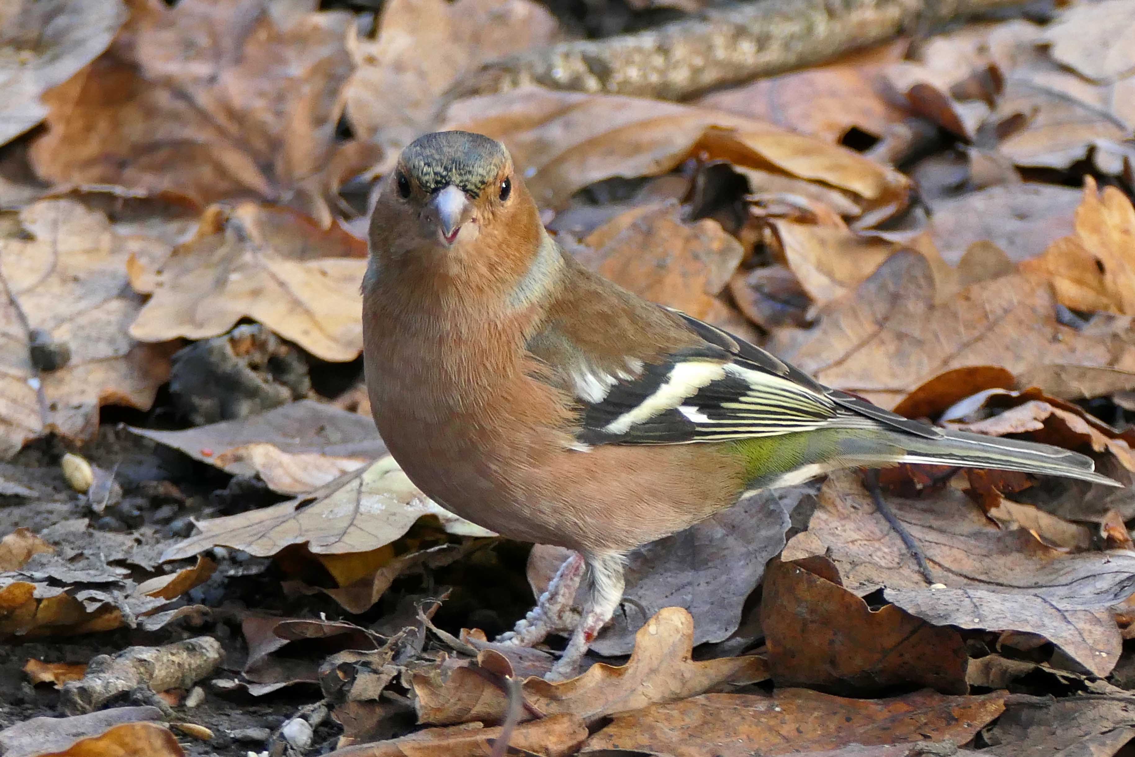 241119 chaffinch