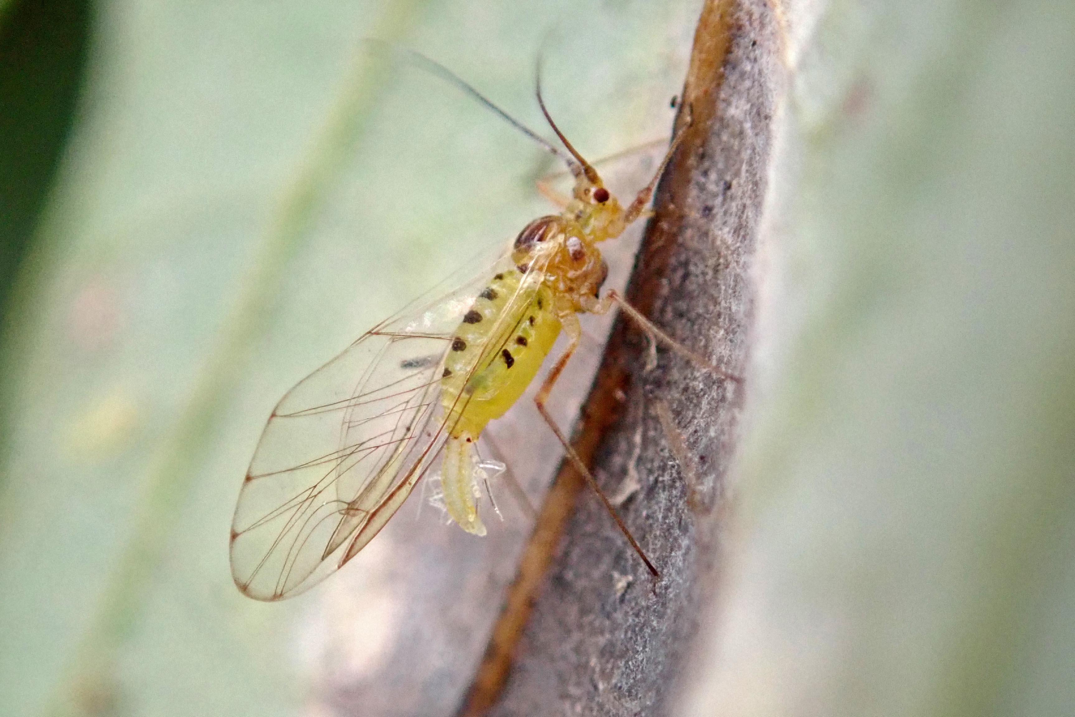 241121 sycamore aphid giving birth