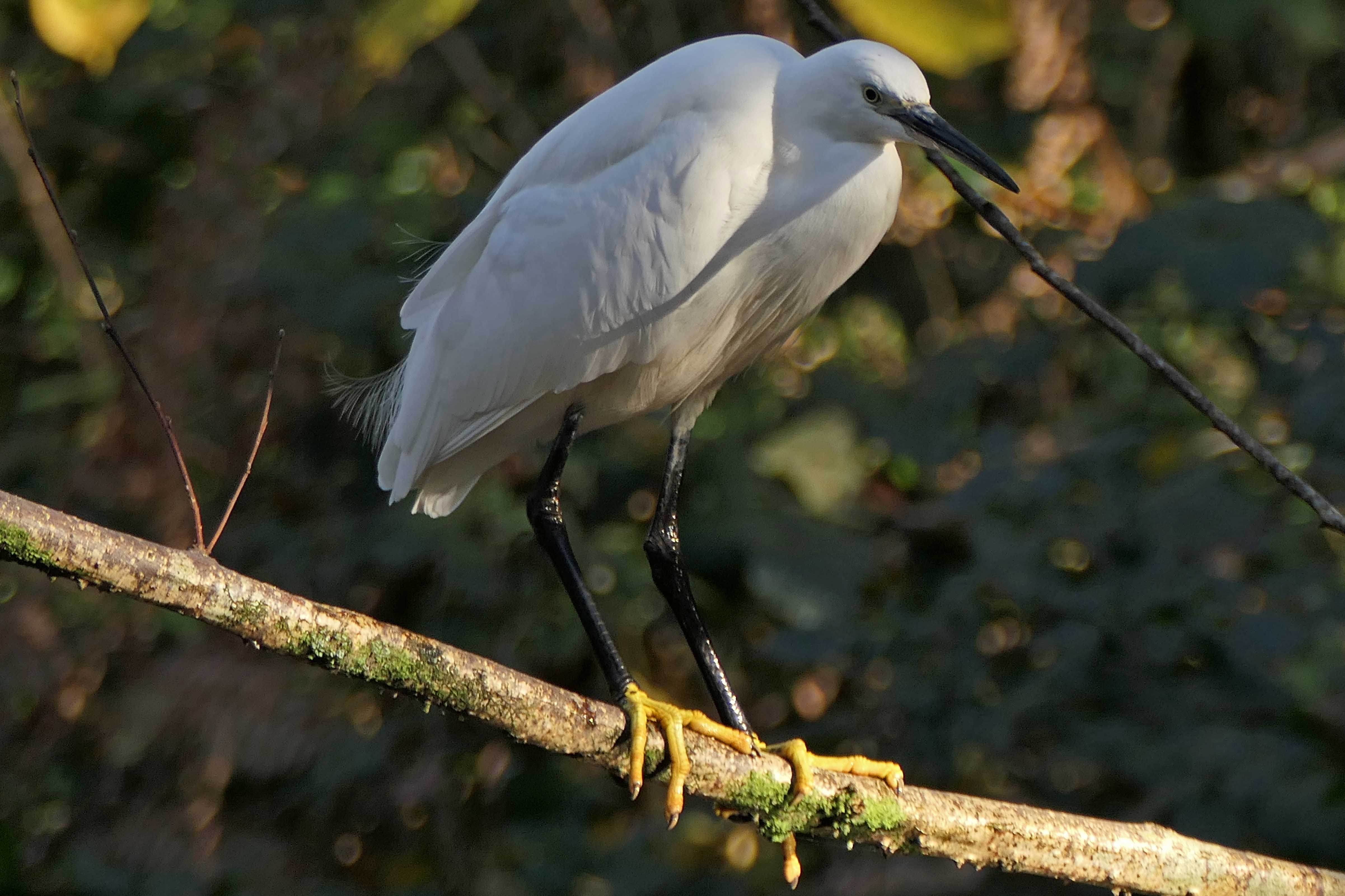241123 little egret