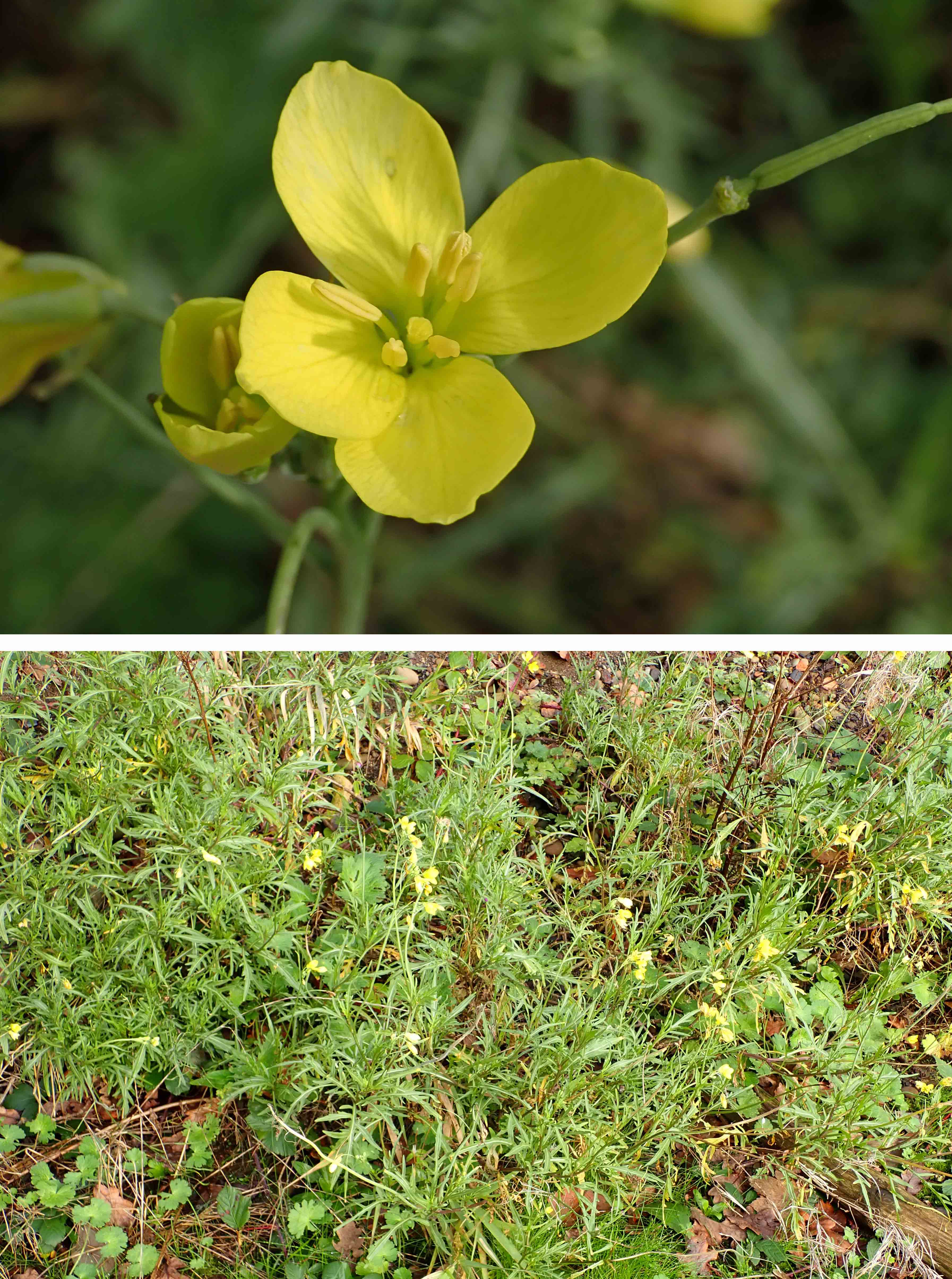 241124 perennial wall rocket (1)