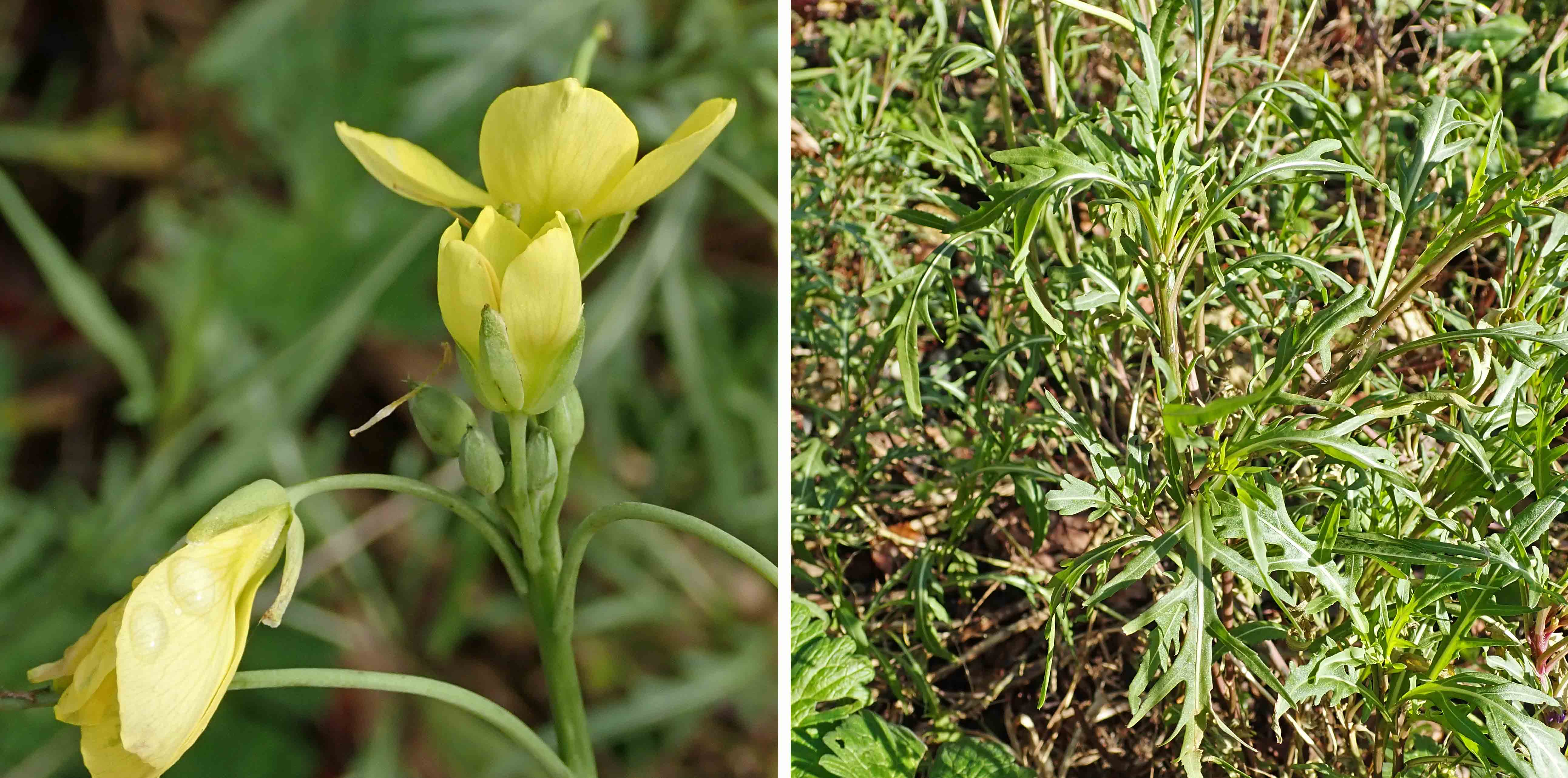 241124 perennial wall rocket (2)