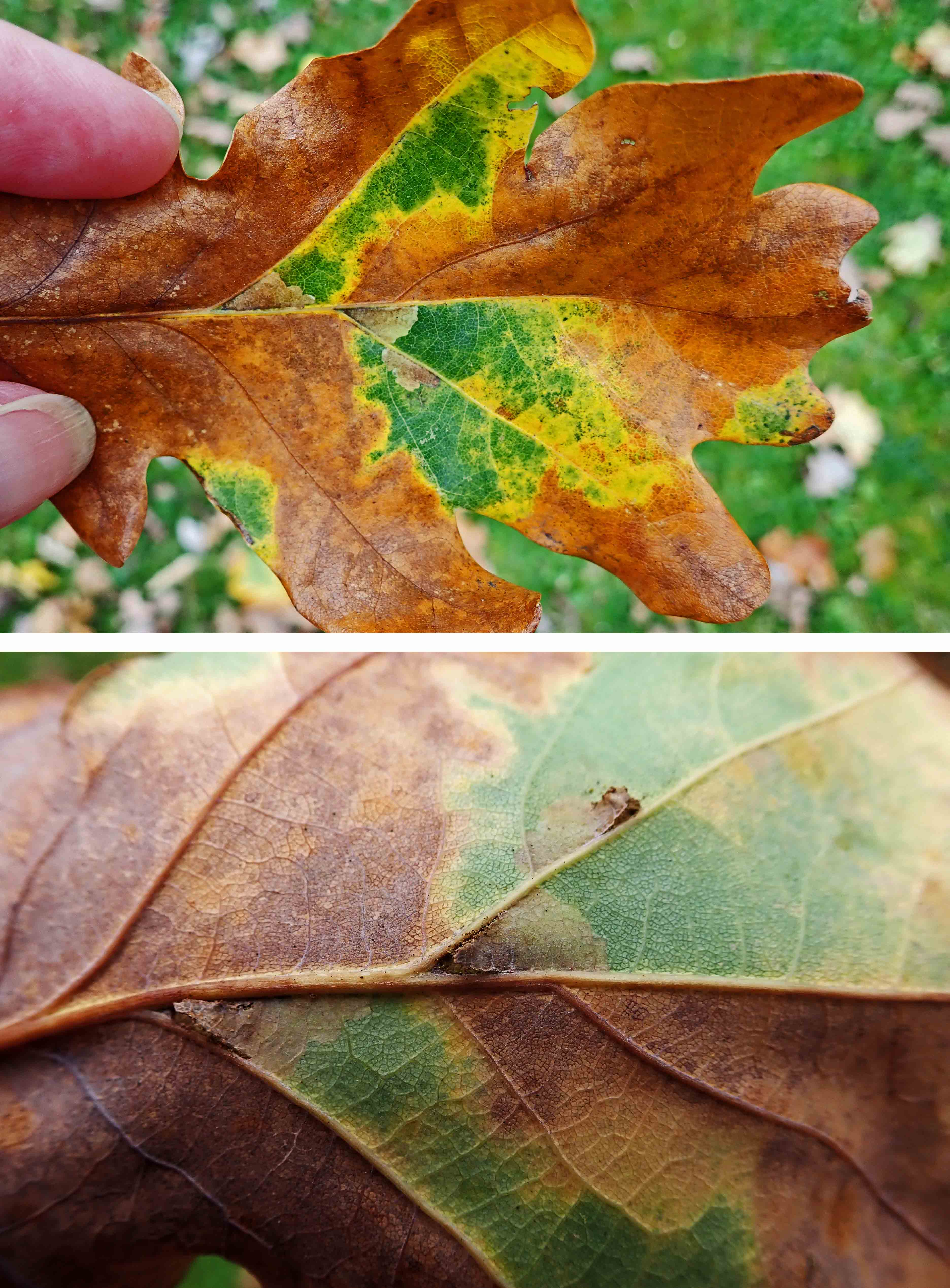 241125 Ectoedemia subbimaculella (1)