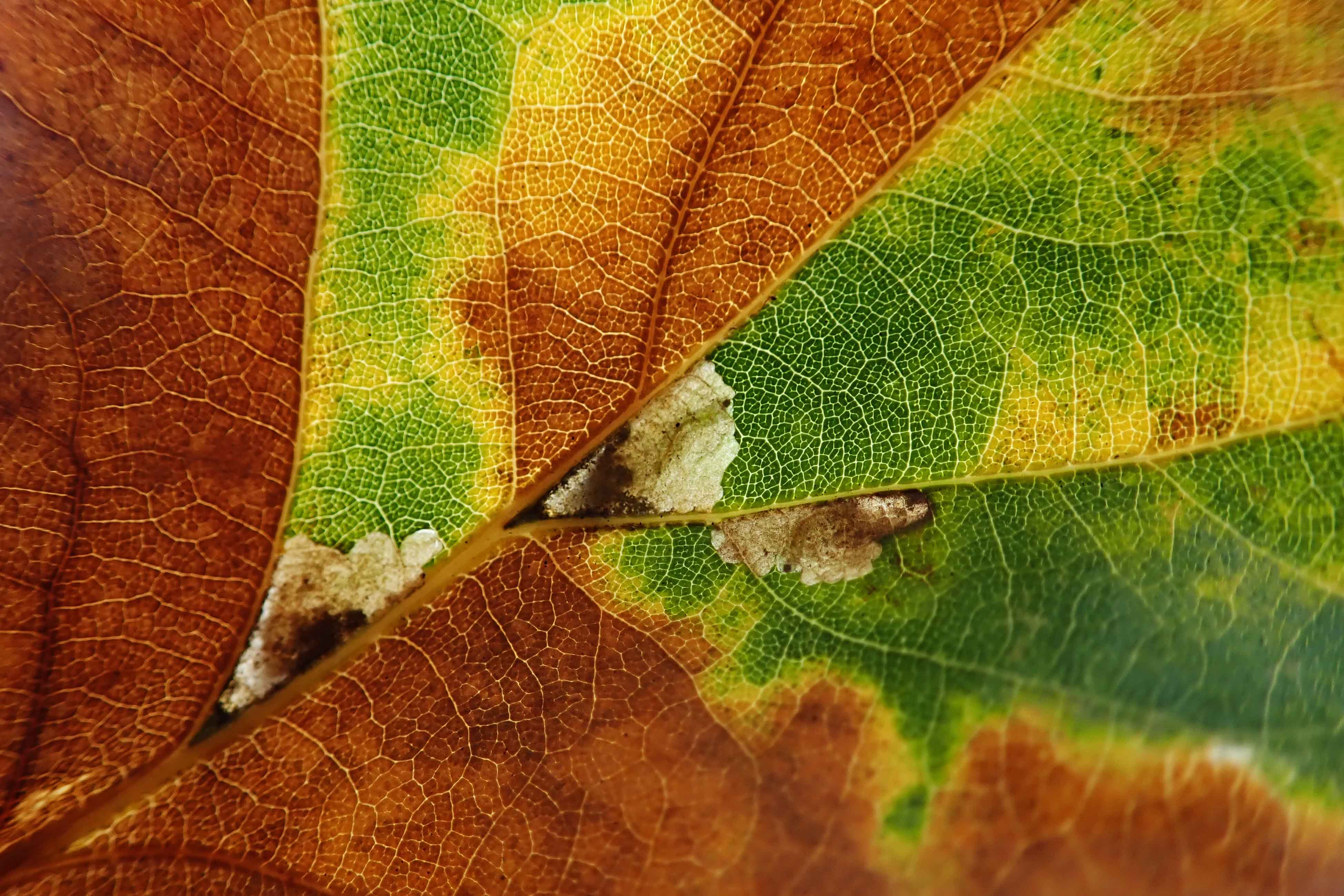 241125 Ectoedemia subbimaculella (2)