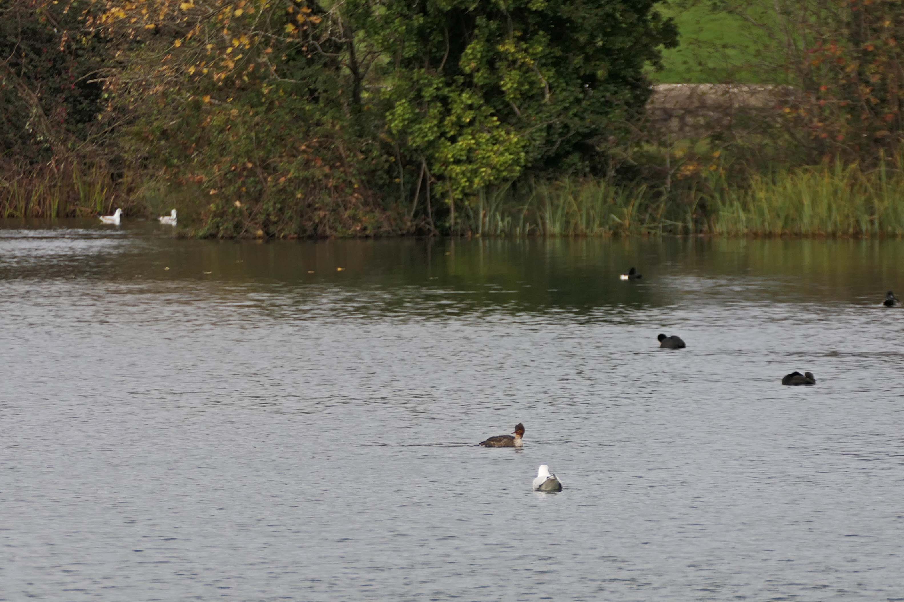 241126 red-breasted merganser (1)
