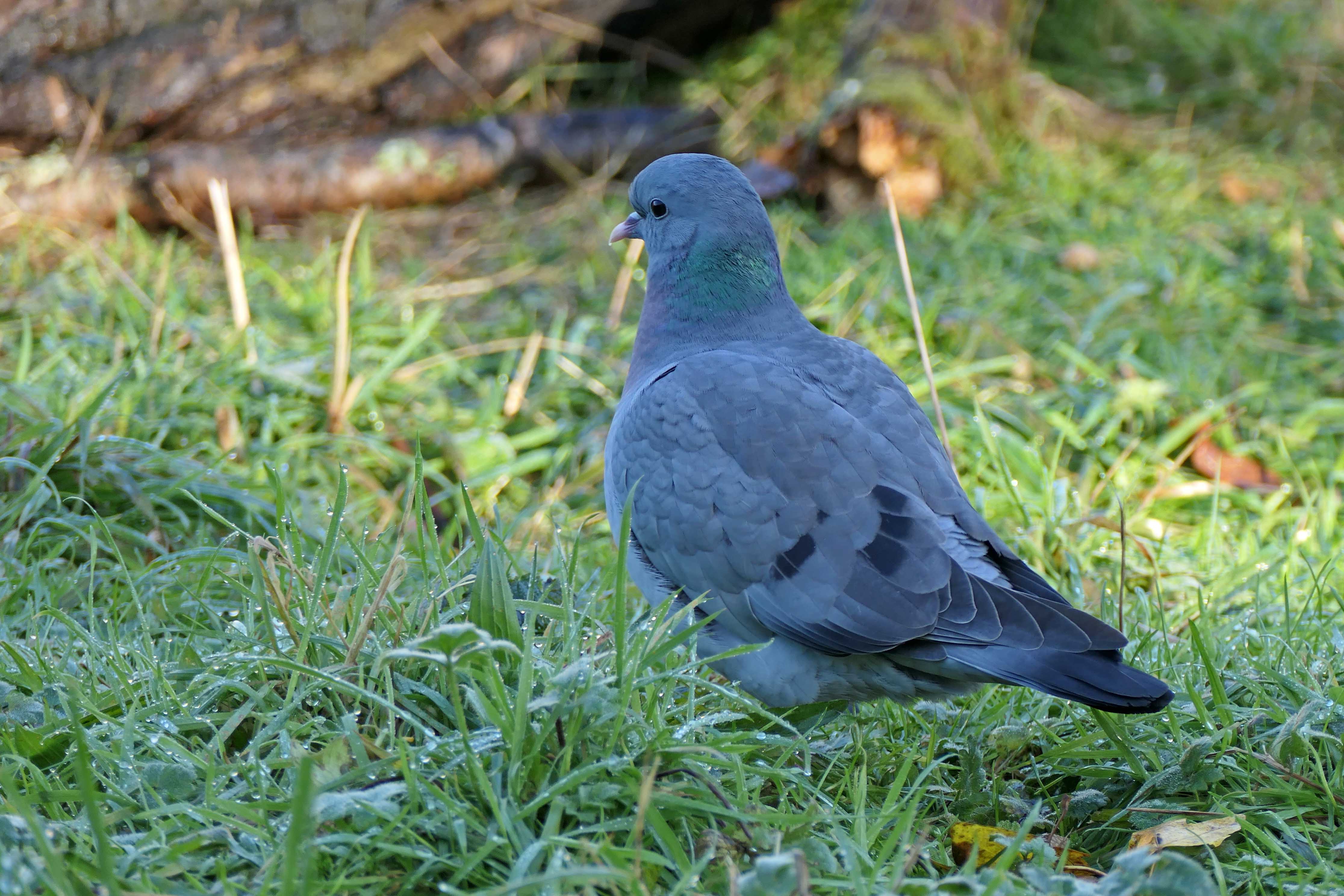 241127 stock dove (2)