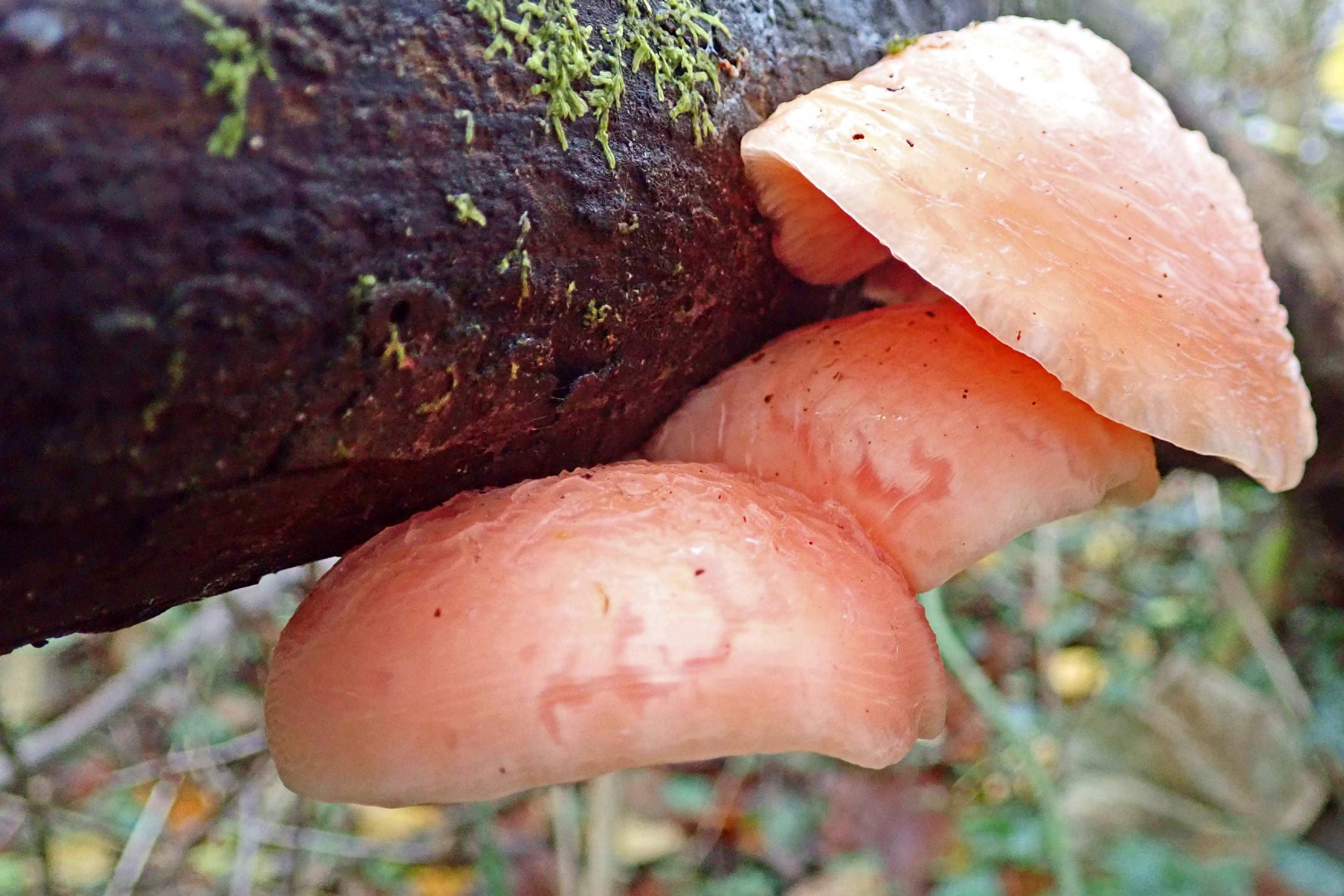 241129 wrinkled peach (1)