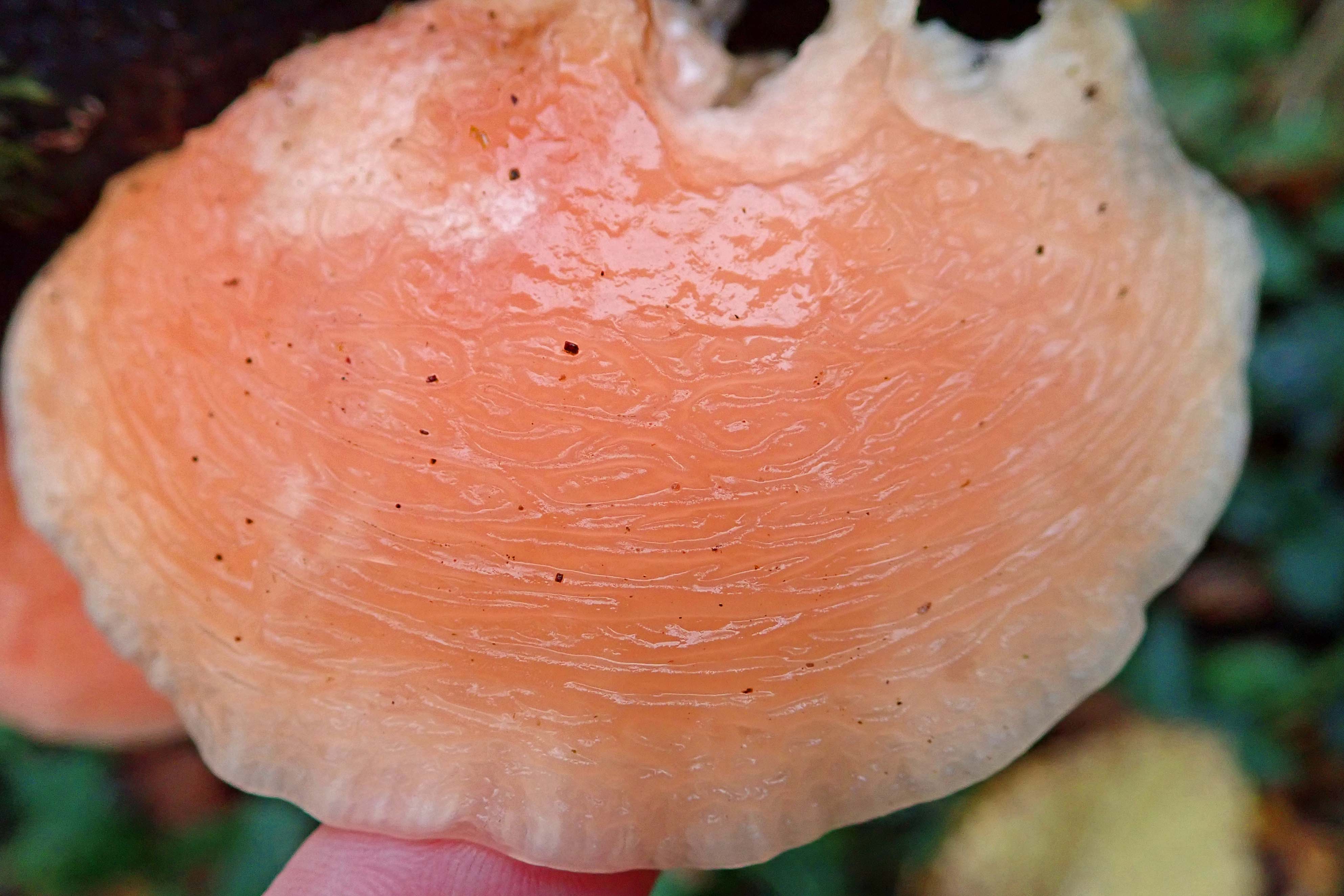 241129 wrinkled peach (2)