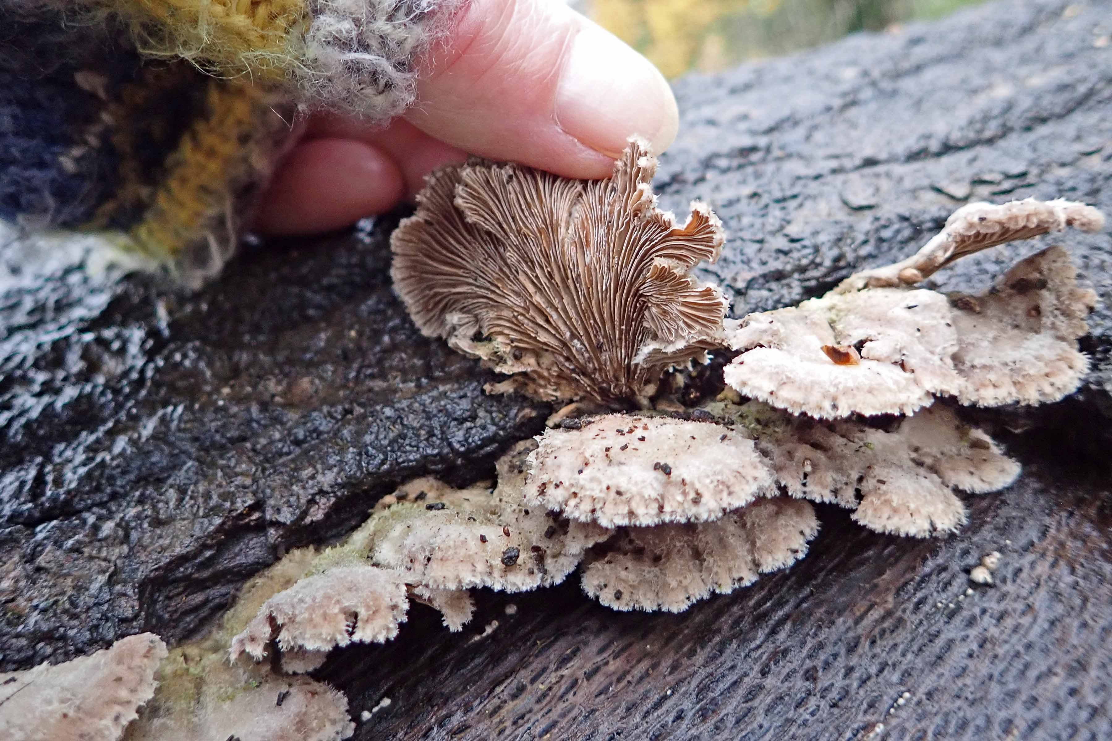 241130 split gill fungi (1)