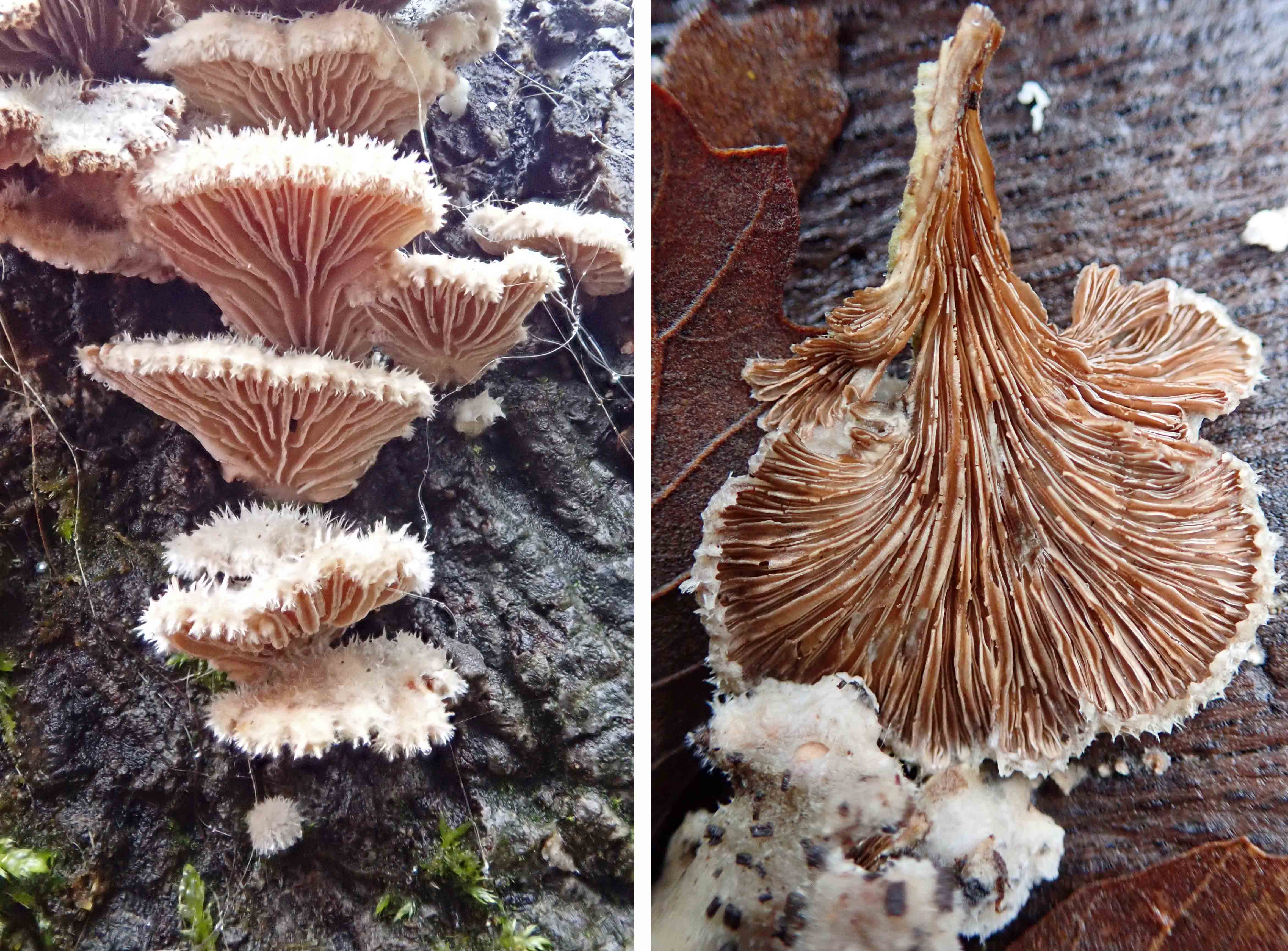 241130 split gill fungi (2)