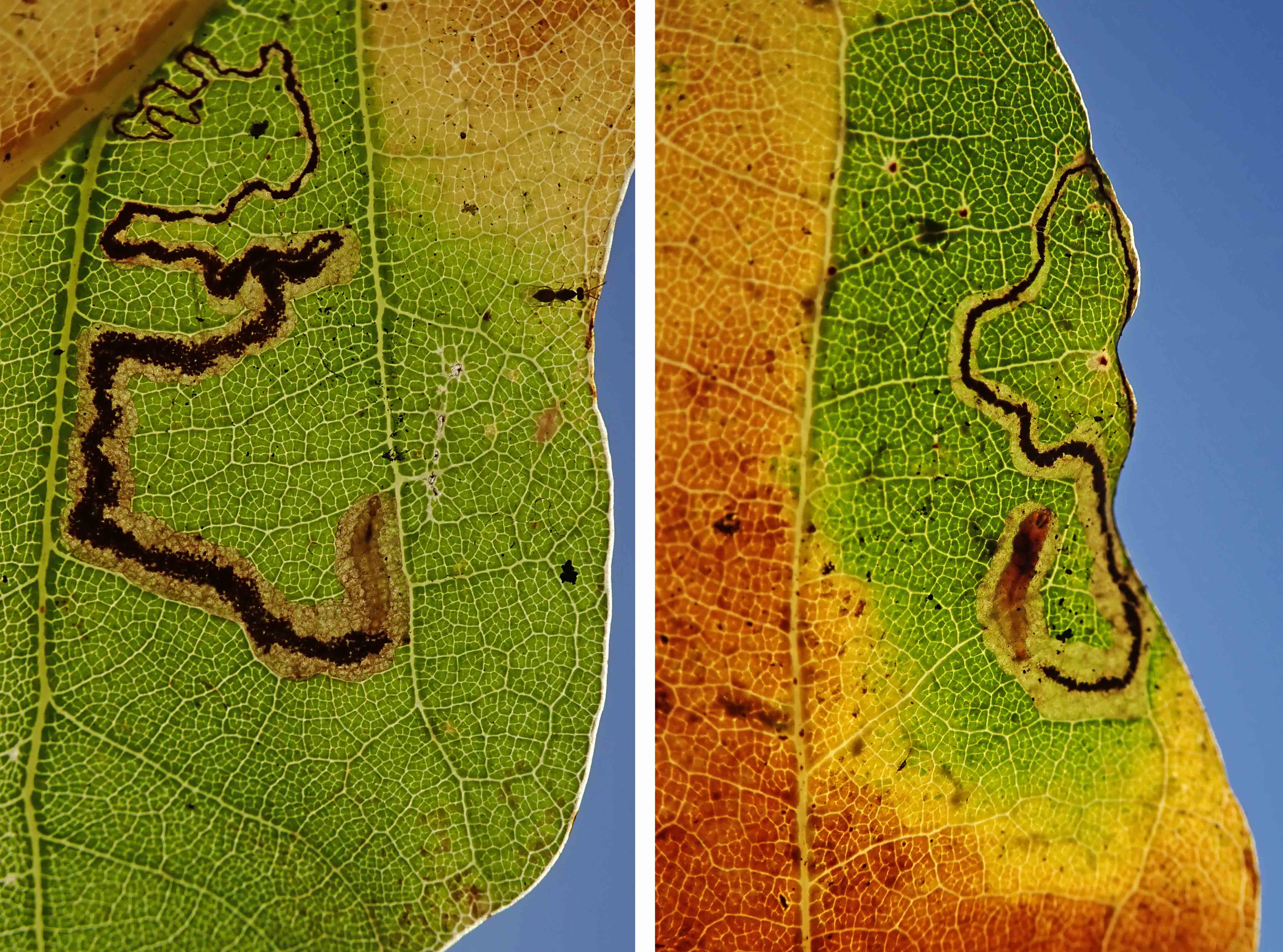 241202 Stigmella atricapitella